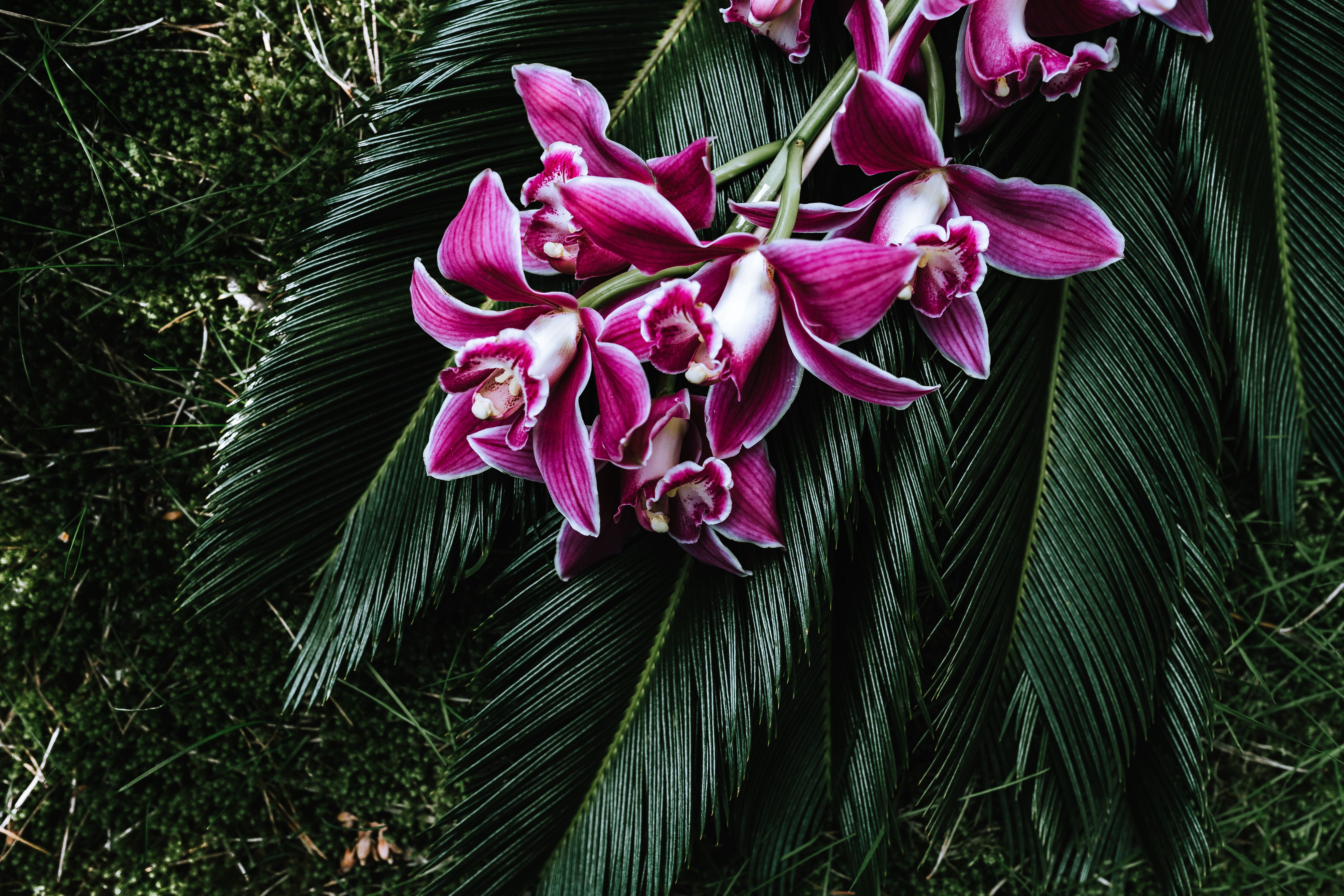 pink color, Cycas revoluta, purple, day, inflorescence, bouquet, arrangement, fragility, outdoors, freshness, flower, flowers, flower head, nature, king sago, HD Wallpaper