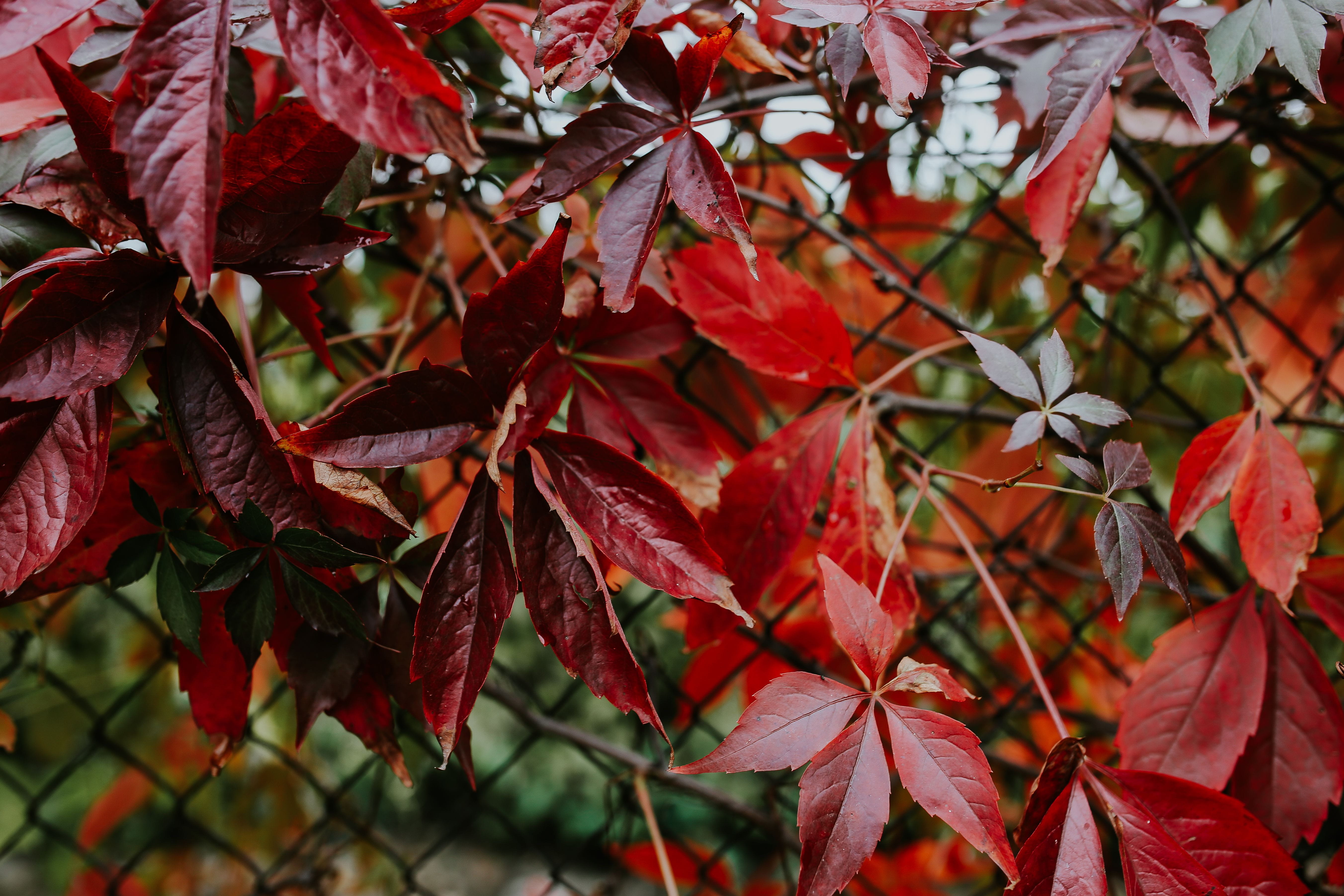 trees, twig, spring, autumn, buds, beauty in nature, color Image, october, nature, plant, 5K, no people, flowers, close-up, outdoors, leaves, fruit, plant part, HD Wallpaper