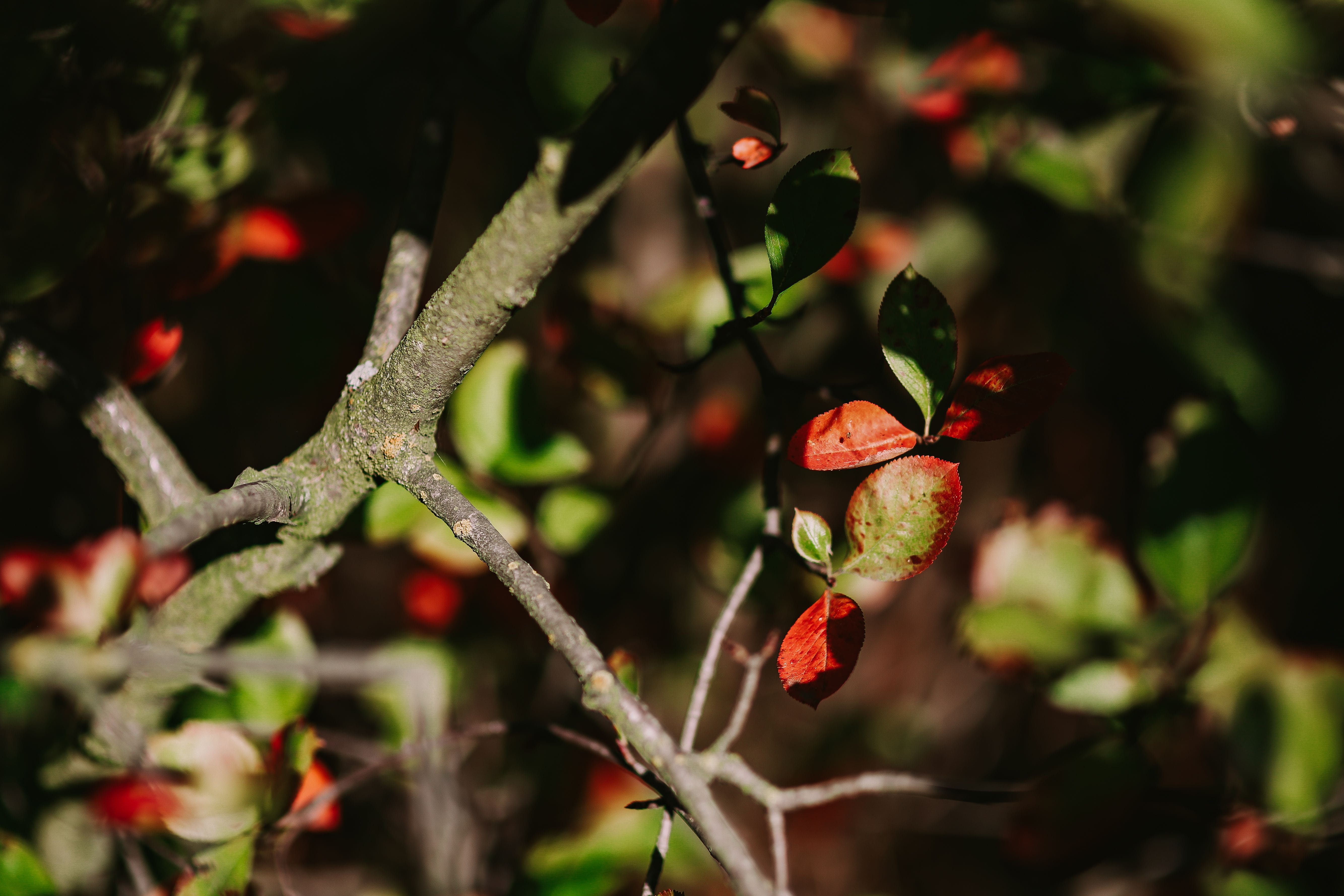 no people, Close-ups, branches, fruit, food and drink, leaves, berry fruit, twig, sunlight, tree, close, freshness, leaf, trees, 5K, flora, plant, spring, HD Wallpaper