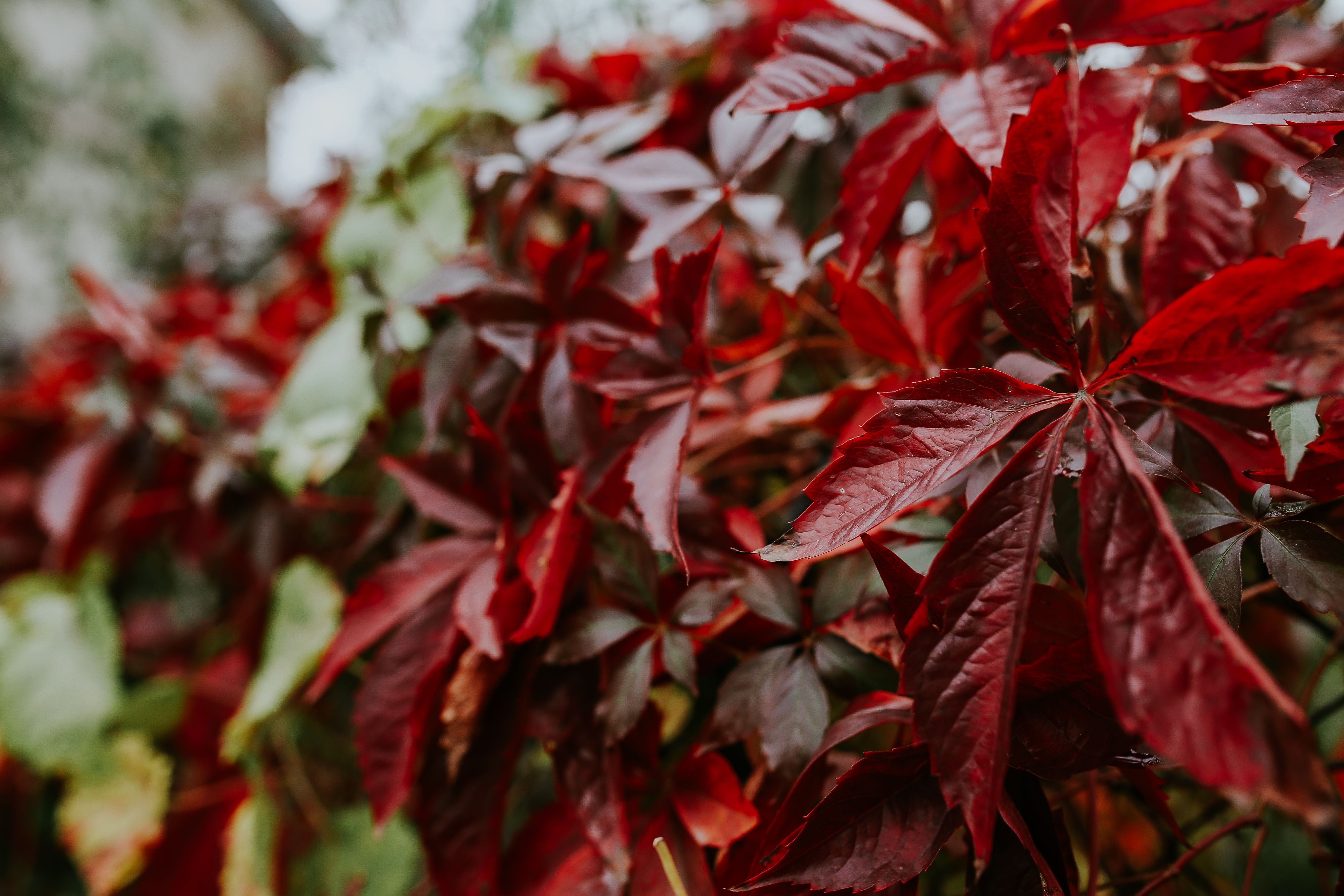 spring, tree, close, autumn, fragility, freshness, no people, flowers, outdoors, 5K, day, buds, branches, Close-ups, change, trees, growth, leaves, red, HD Wallpaper