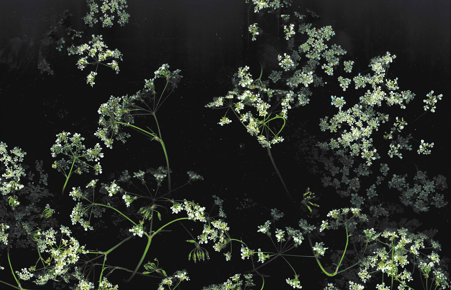 floral, dark, flowers, 1080P, macro, HD Wallpaper