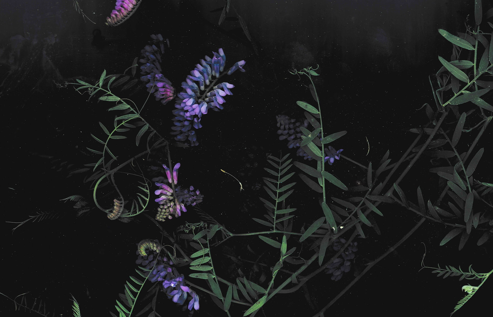 1080P, floral, flowers, macro, dark, HD Wallpaper