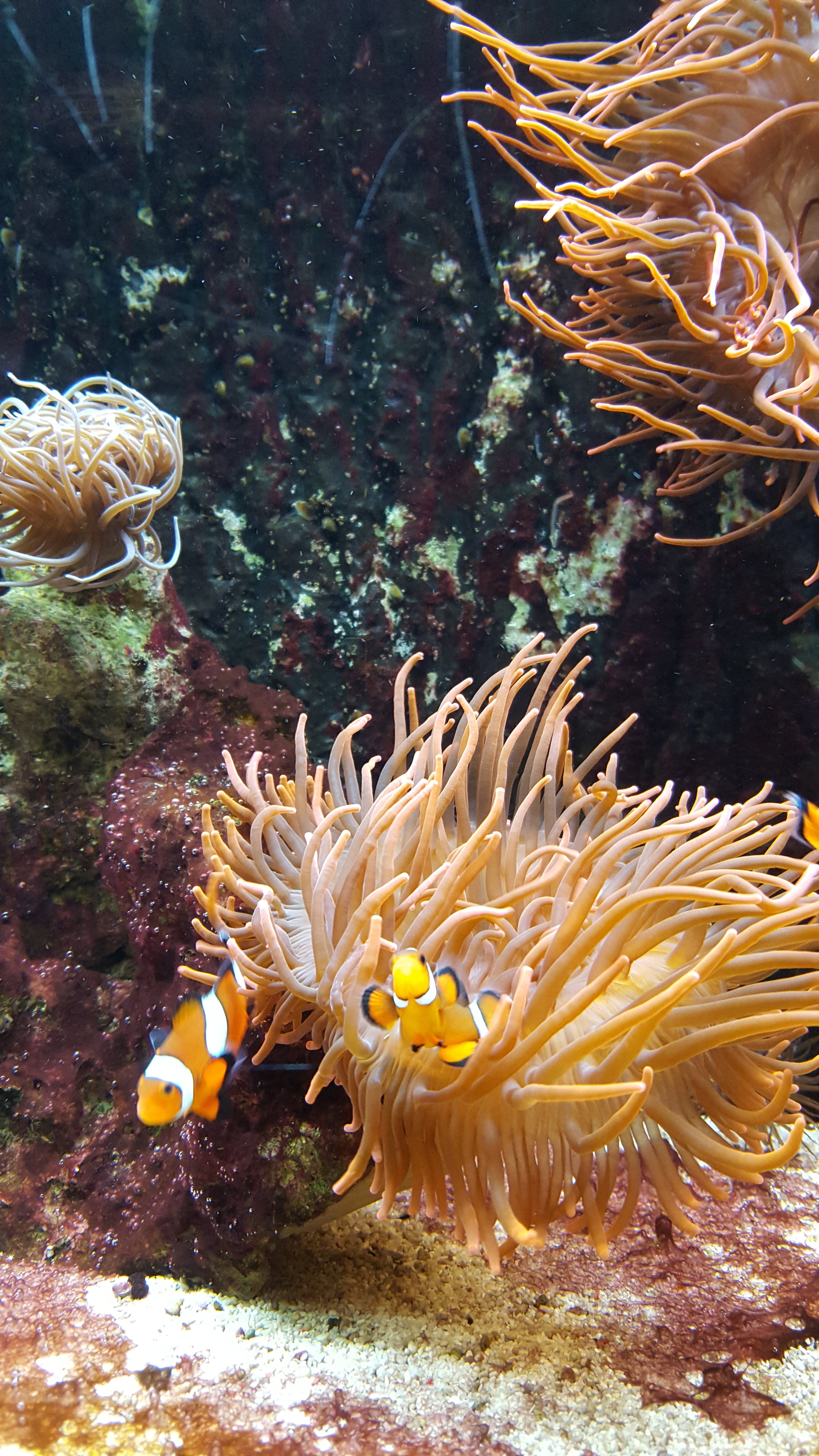 sea life, nemo, coral, animal, sea, underwater, 5K, creature, fish, animal themes, marine life, animals in the wild, meeresbewohner, undersea, water, animal wildlife, Phone HD Wallpaper