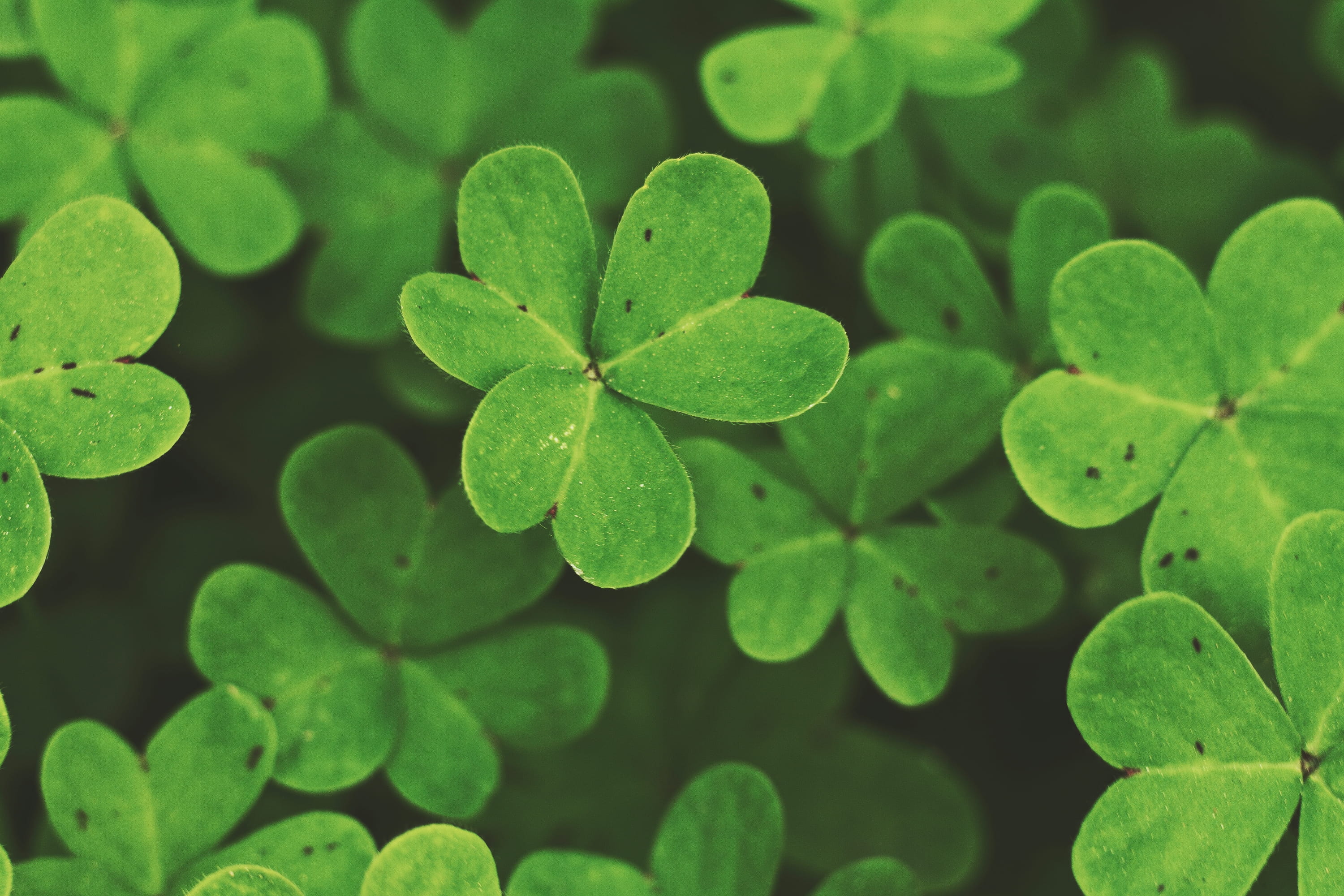 plant part, beauty in nature, directly above, raindrop, italy, 2K, tree, plant, high angle view, close-up, full frame, tranquility, clover, growth, alghero, HD Wallpaper