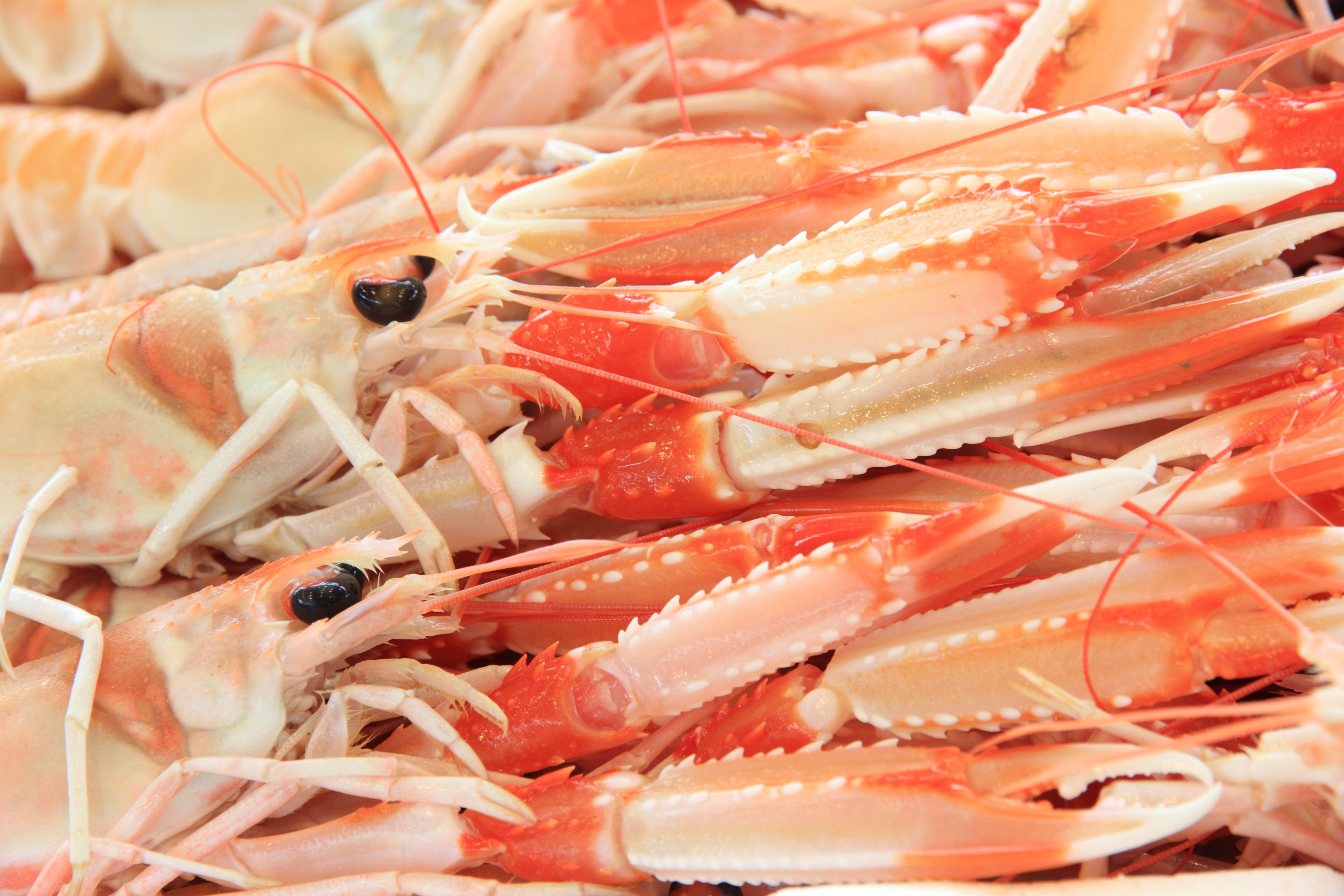 indoors, wellbeing, animal, close-up, harbour, freshness, meat, gourmet, 5K, food And Drink, prepared Shrimp, healthy eating, Alghero, retail, shrimp, HD Wallpaper