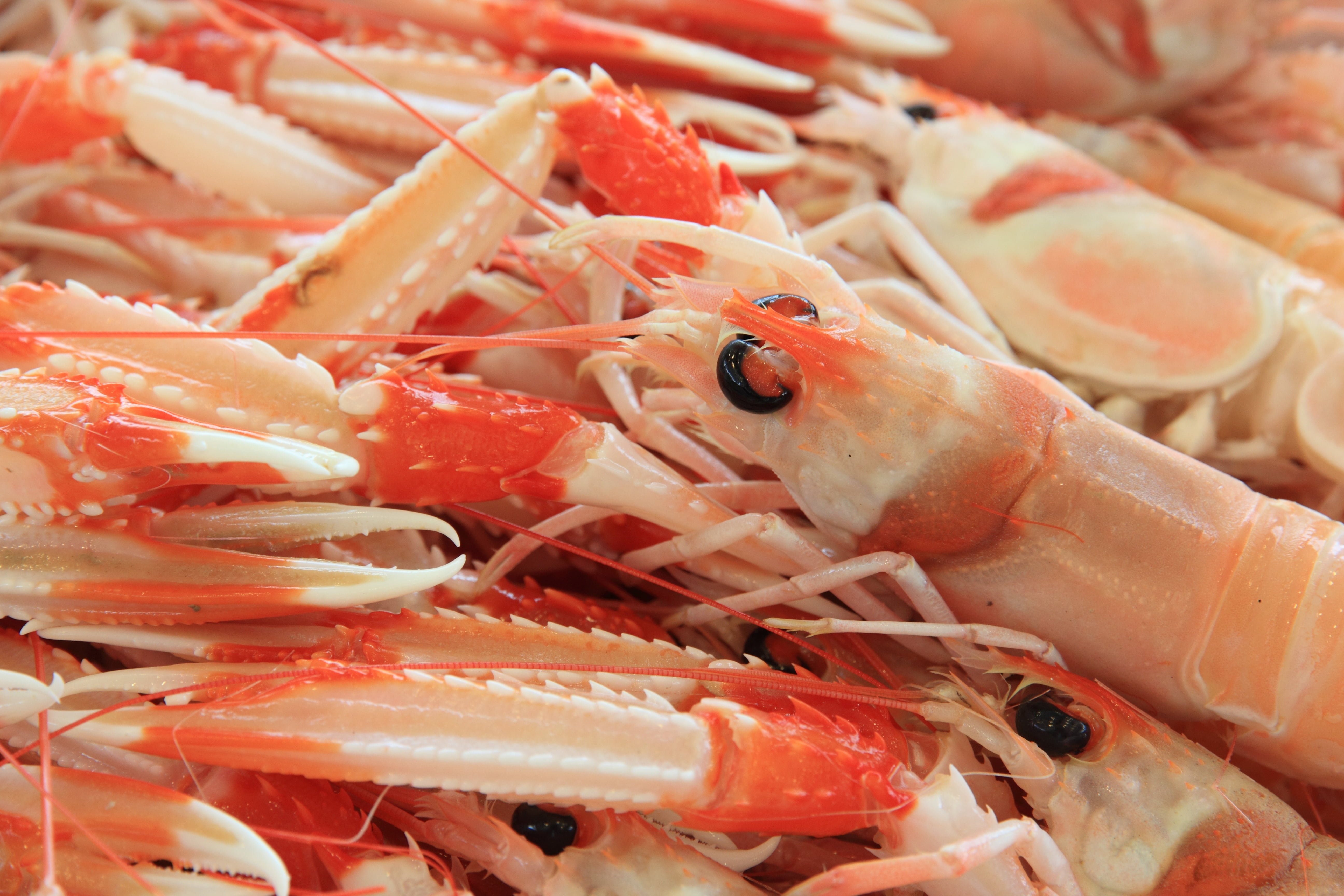 healthy eating, sardinia, seafood, harbour, crustacean, prawn, still life, close-up, fish market, meat, 5K, large group of objects, for sale, shrimps, HD Wallpaper
