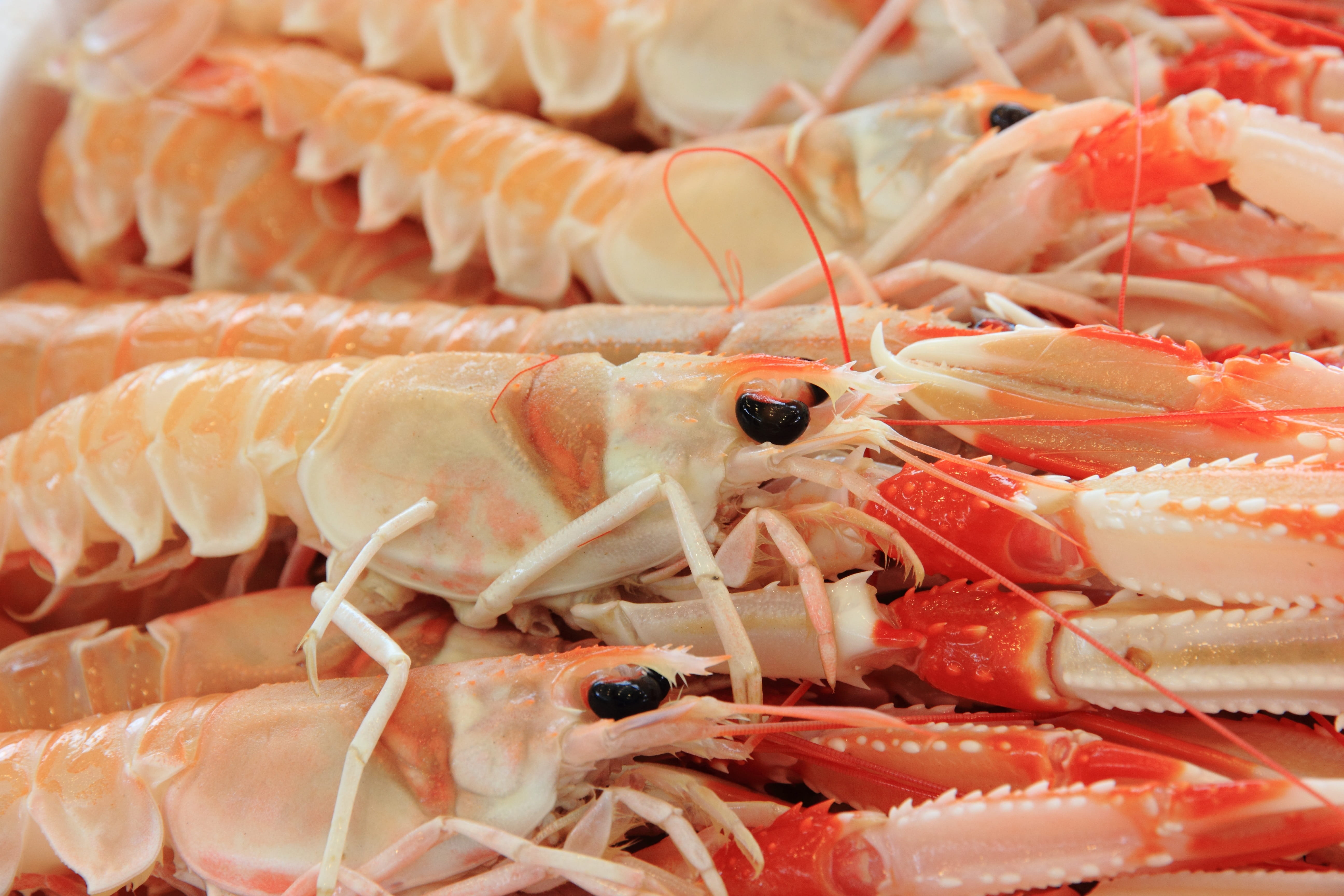 close-up, red, harbour, food and drink, animal, Seafood, shrimp - seafood, Alghero, lobster, meat, retail, Sardinia, for sale, healthy eating, freshness, HD Wallpaper