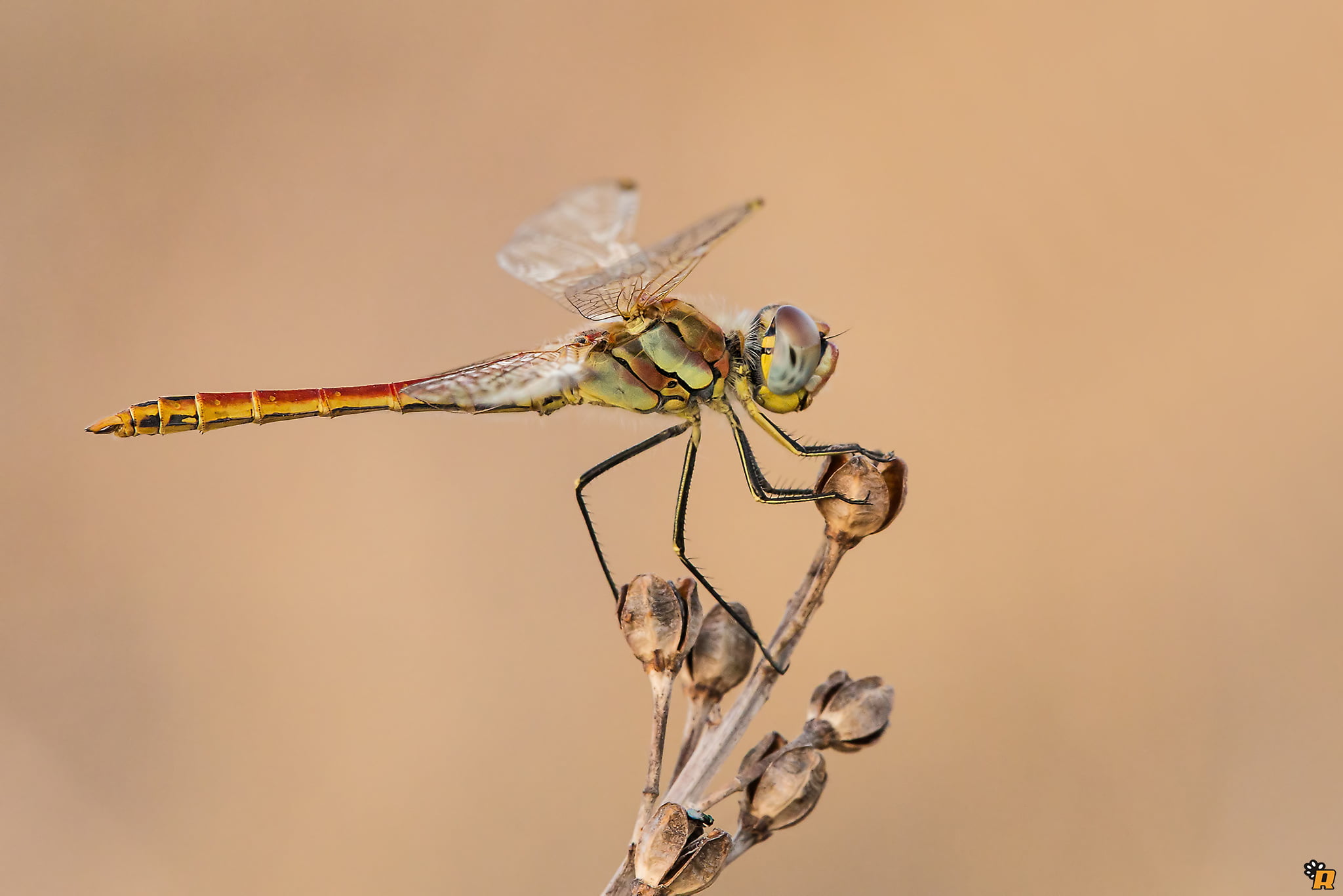 macro photography, macro, insect, sardinia, odonata, Tamron, dragonfly, sardegna, handheld, fonscolombii, close-up, photography, sympetrum, 1080P, Male, HD Wallpaper