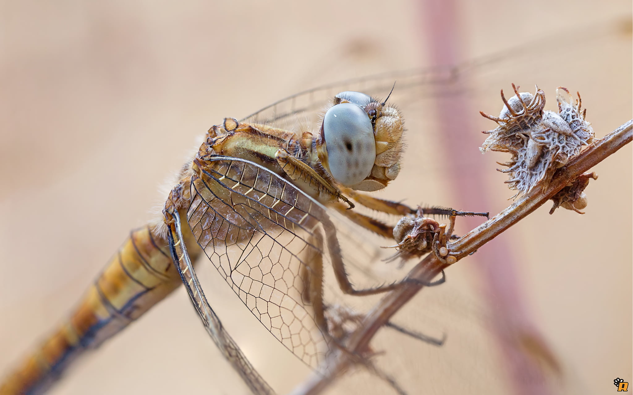 1080P, macro photography, animale, close-up, nature, Orthetrum coerulescens, sardegna, insect, libellula, mpe, orthetrum, photography, sardinia, coerulescens, HD Wallpaper
