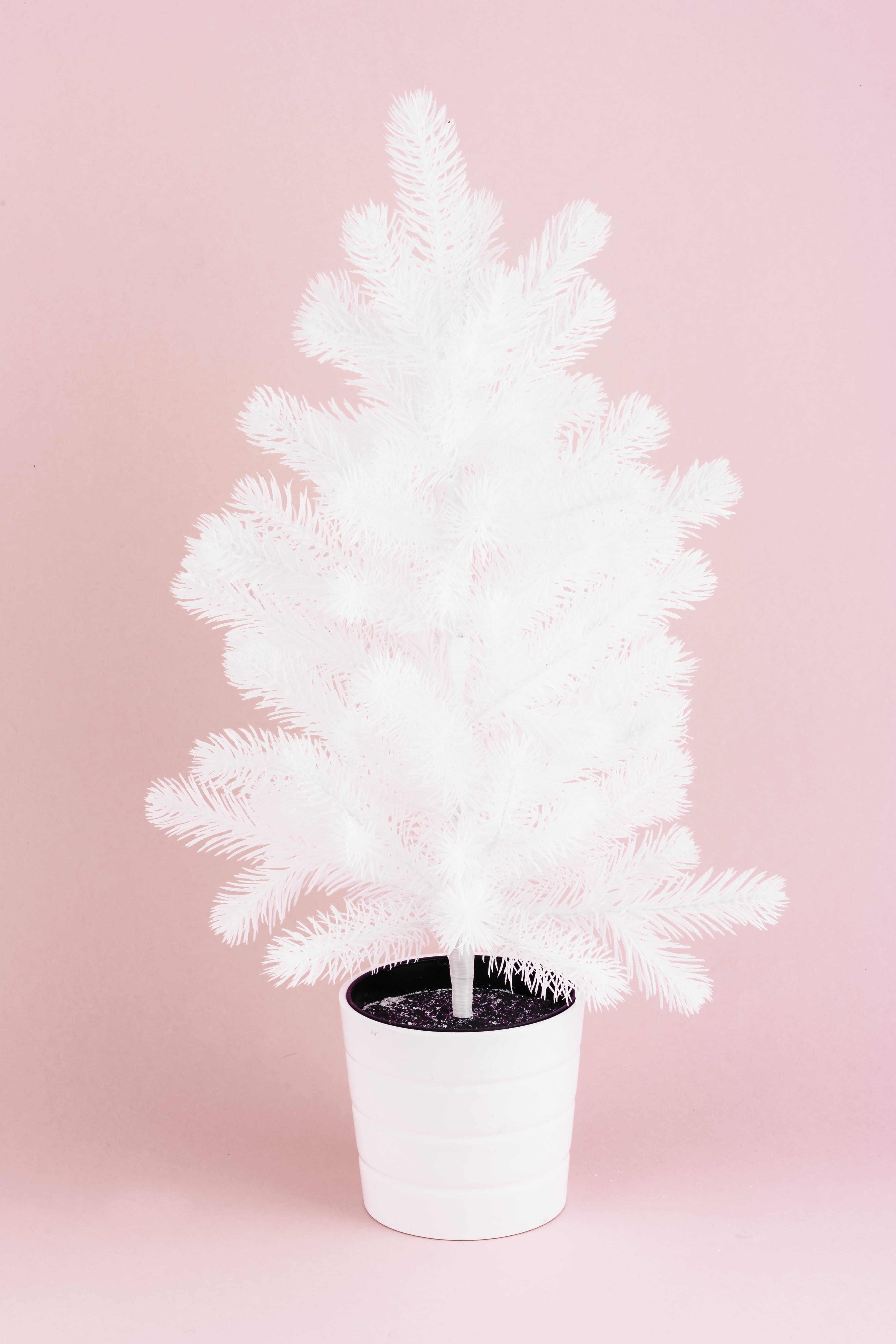 5K, christmas decoration, potted plant, pink background, pot, little, white color, ornament, artificial, tree, cut out, celebration, winter, no people, Phone HD Wallpaper