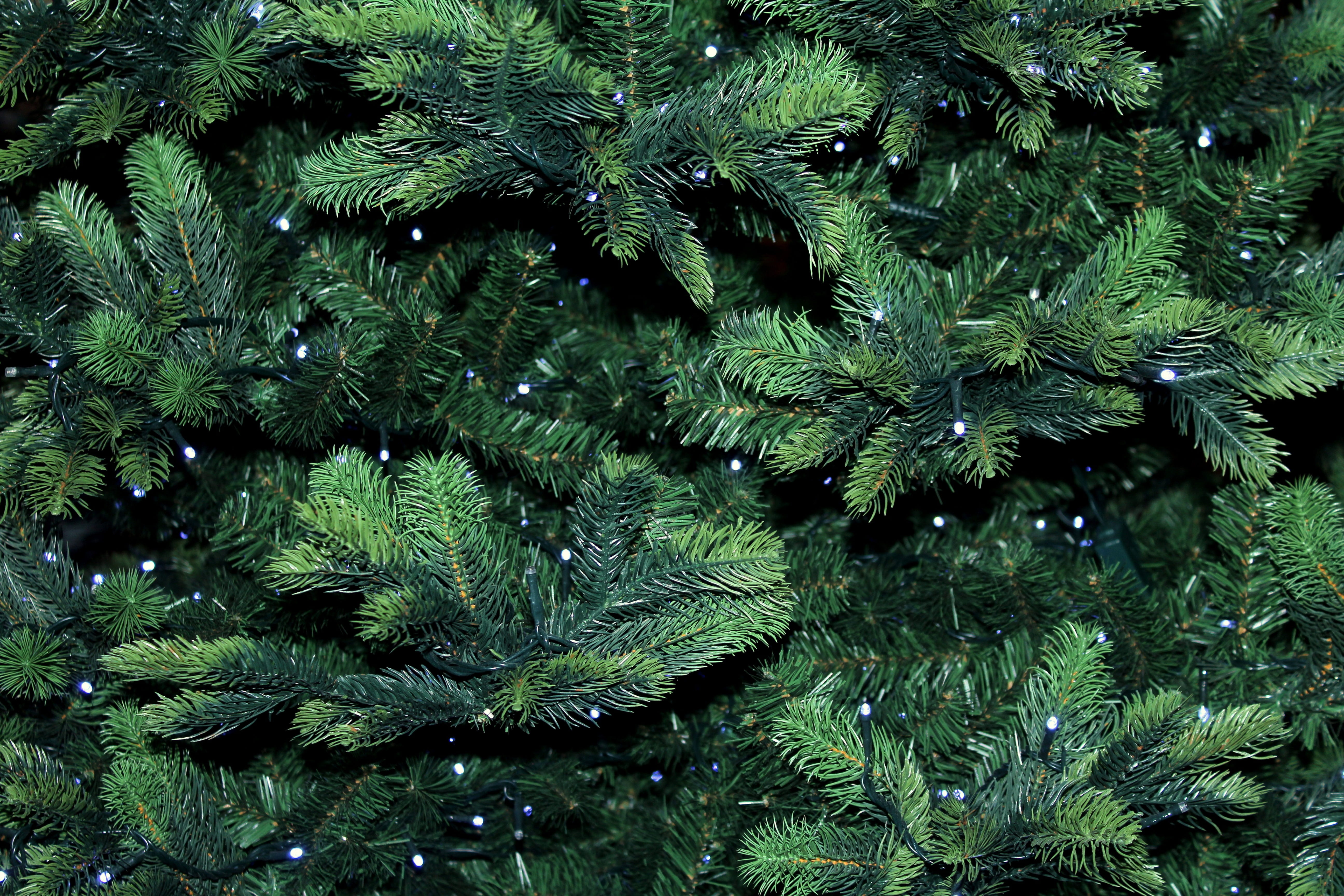 green color, growth, twigs, coniferous tree, 5K, texture, beauty in nature, full frame, day, green, needle - plant part, holidays, iglak, no people, fir tree, HD Wallpaper