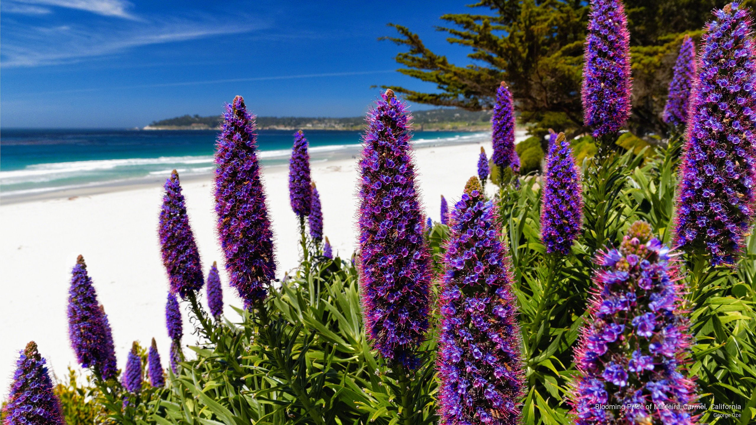 madeira, pride, california, carmel, Flowers/Gardens, blooming, 2K, HD Wallpaper