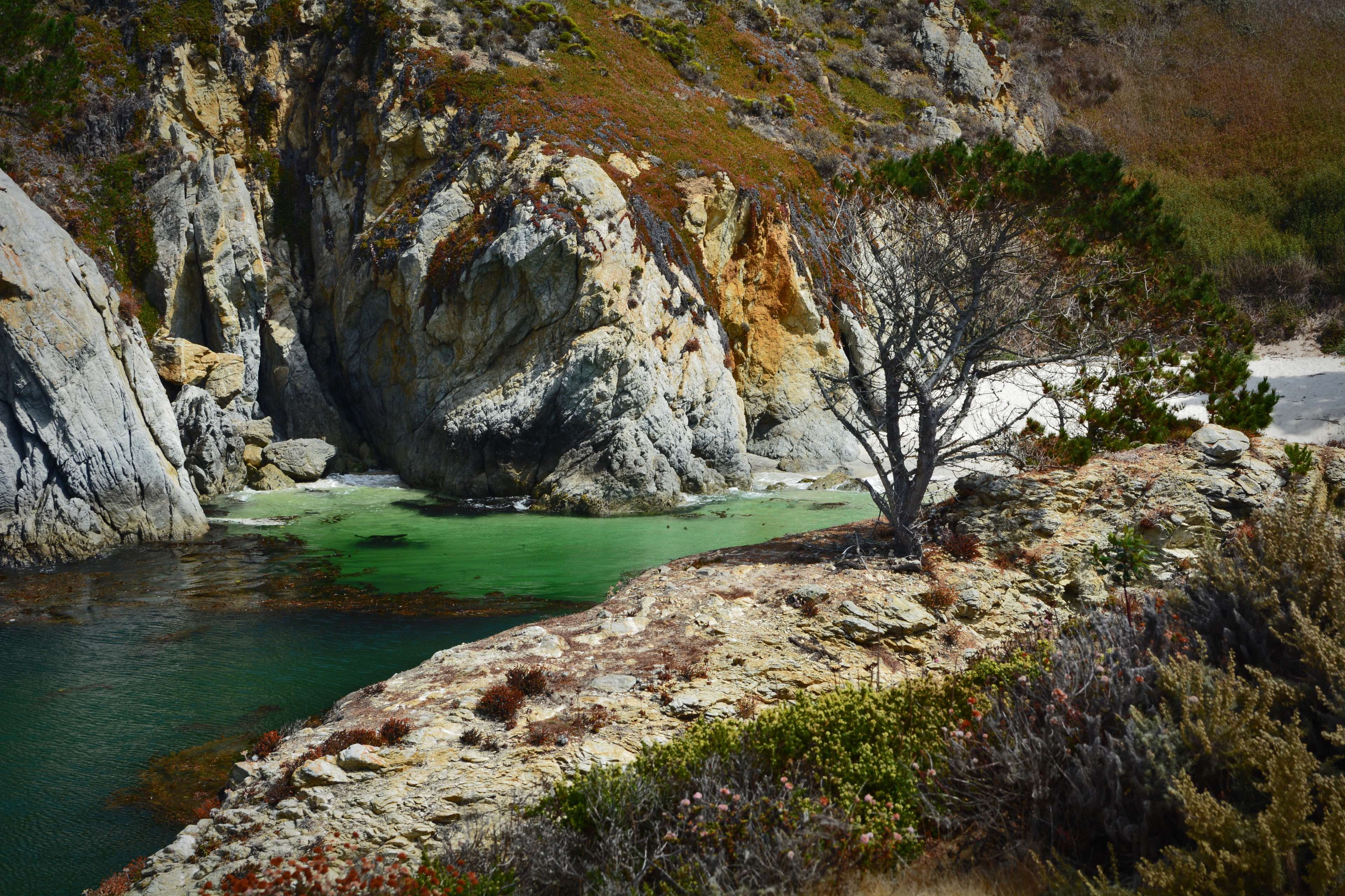 tree, rock, flowing, pacific, water, plant, china cove, monterey, scenics - nature, california, ocean shore, tranquil scene, rocks, river, eroded, rock - object, HD Wallpaper