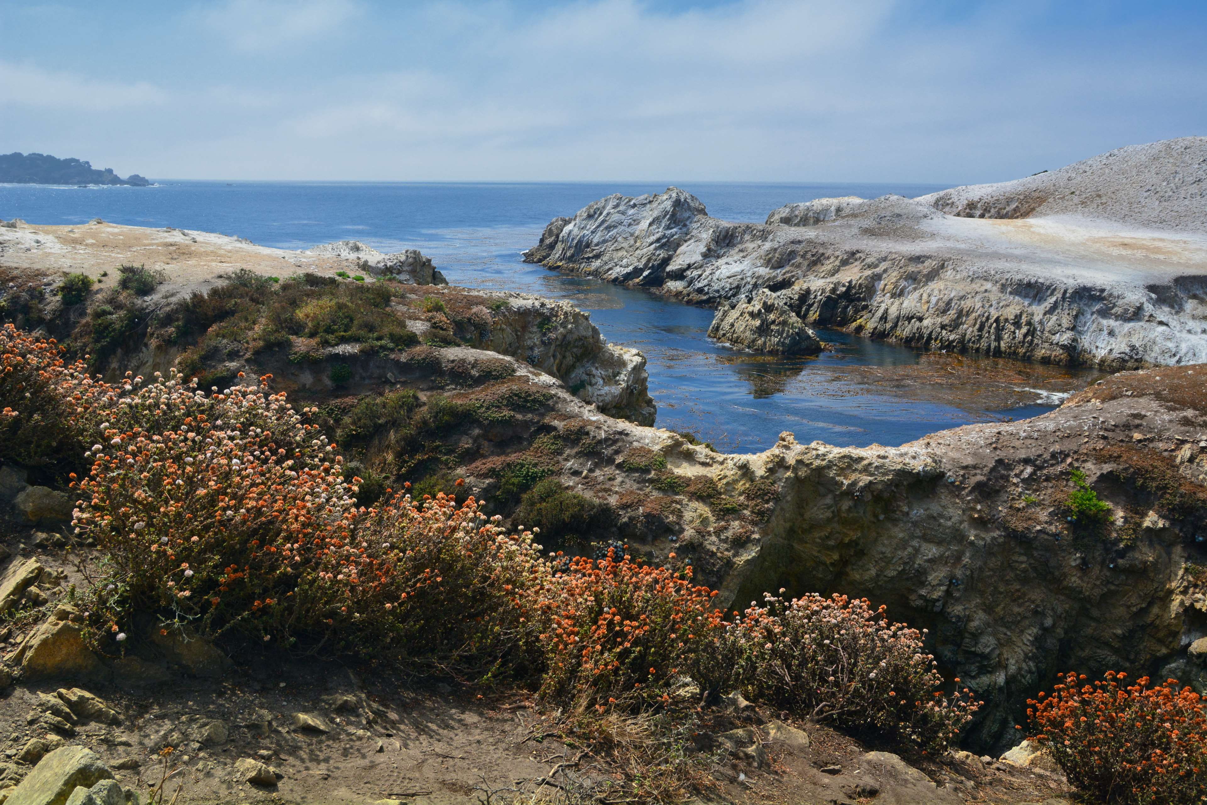plant, pacific ocean, rocks, 4K, california, sea, pacific, ocean shore, beauty in nature, growth, cloud - sky, carmel, shore, tranquil scene, cove, scenics - nature, HD Wallpaper