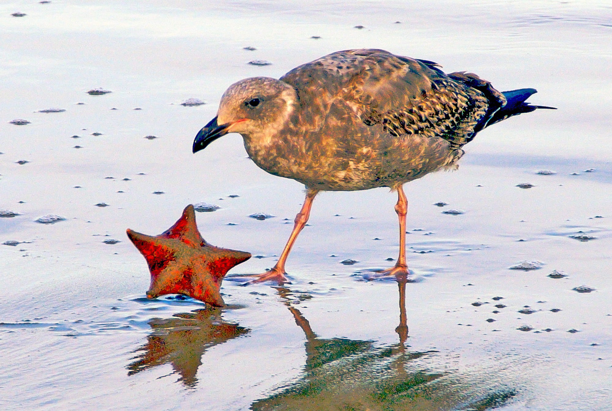 starfish, animal, vertebrate, two animals, moment, land, outdoors, group of animals, fall, 1080P, united states, animal themes, seagull, animals in the wild, HD Wallpaper