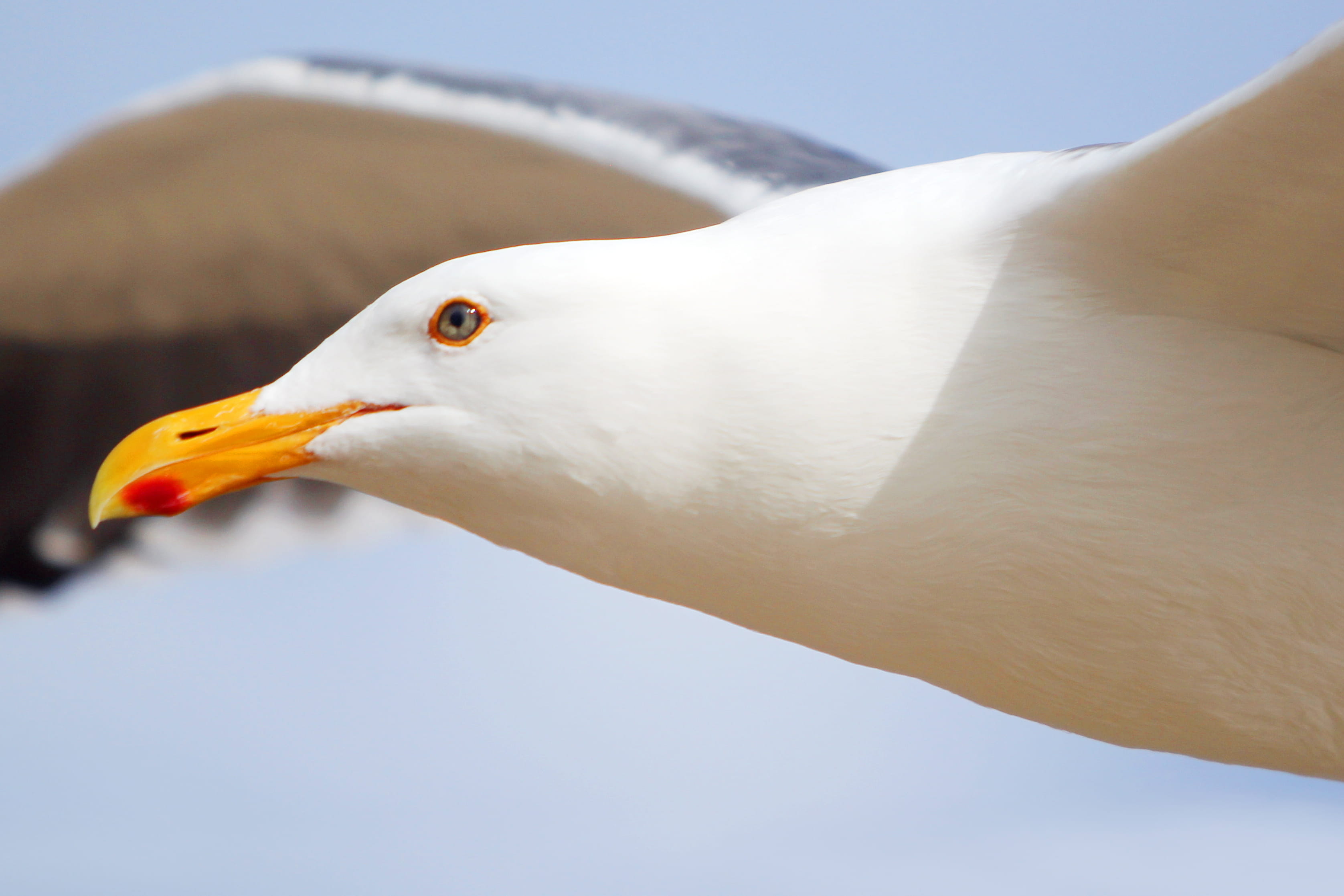 food, birds, animal, eyes, animal themes, animal head, nature, close up, close-up, white color, lc photographics, animal wildlife, dom, one animal, bird, HD Wallpaper