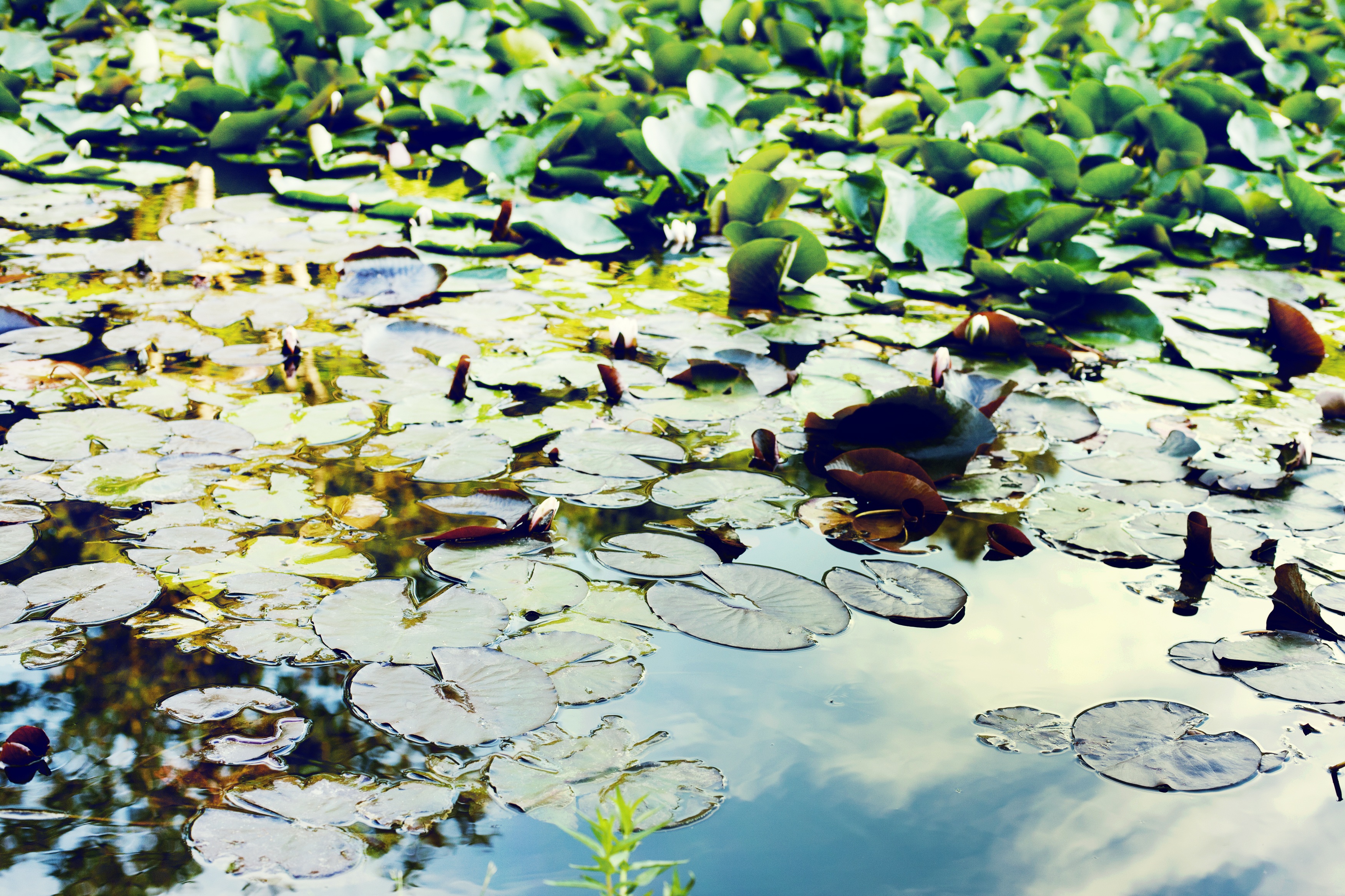 water lily, plant, plant part, salvinia natans, leaf, green, outdoors, beauty in nature, day, no people, high angle view, water, reflection, lotus water lily, HD Wallpaper