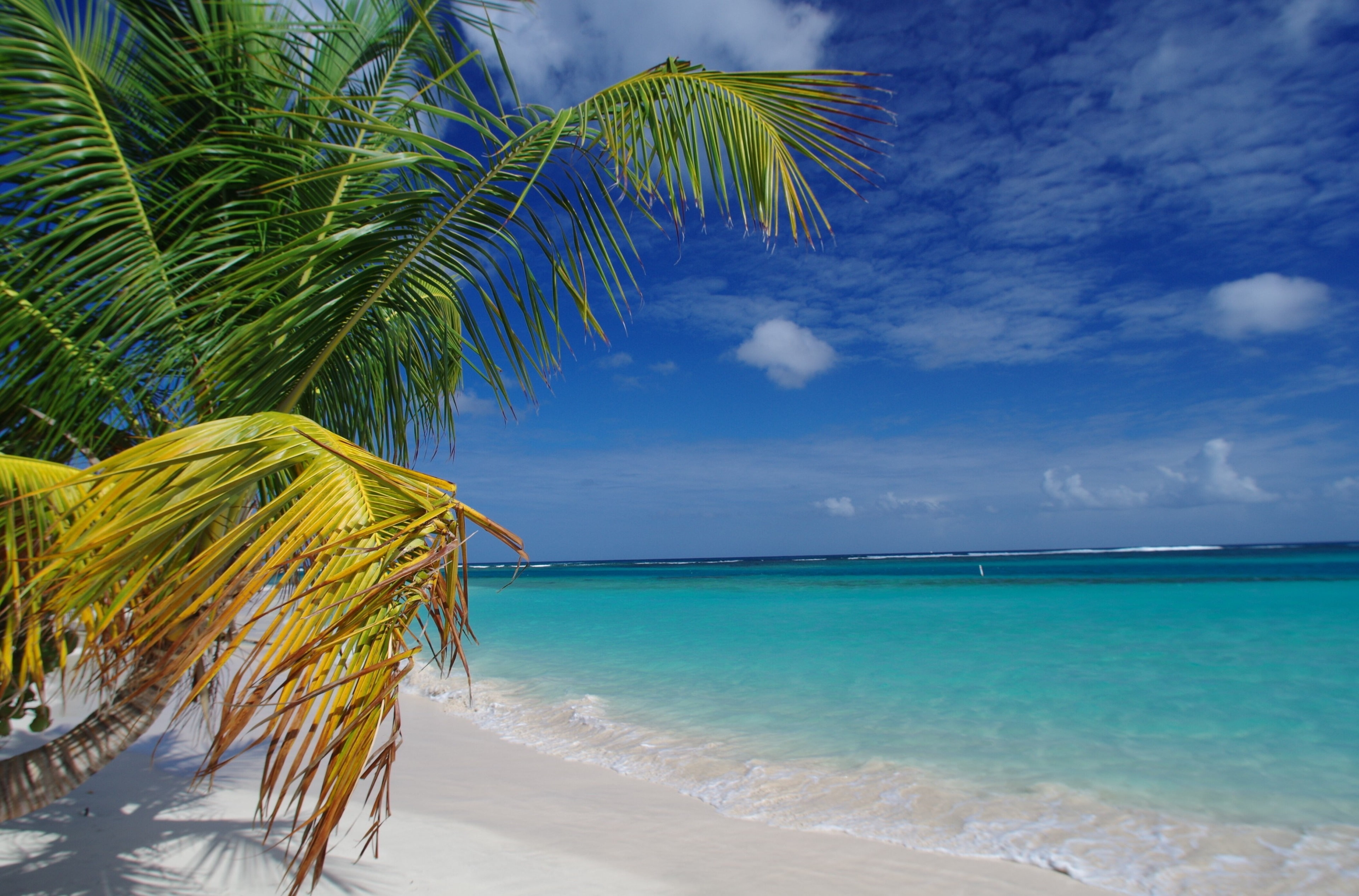 outdoors, tree, tropical tree, beauty in nature, 4K, sea, land, nature, idyllic, tranquility, tropical climate, sky, coconut palm tree, plant, no people, HD Wallpaper