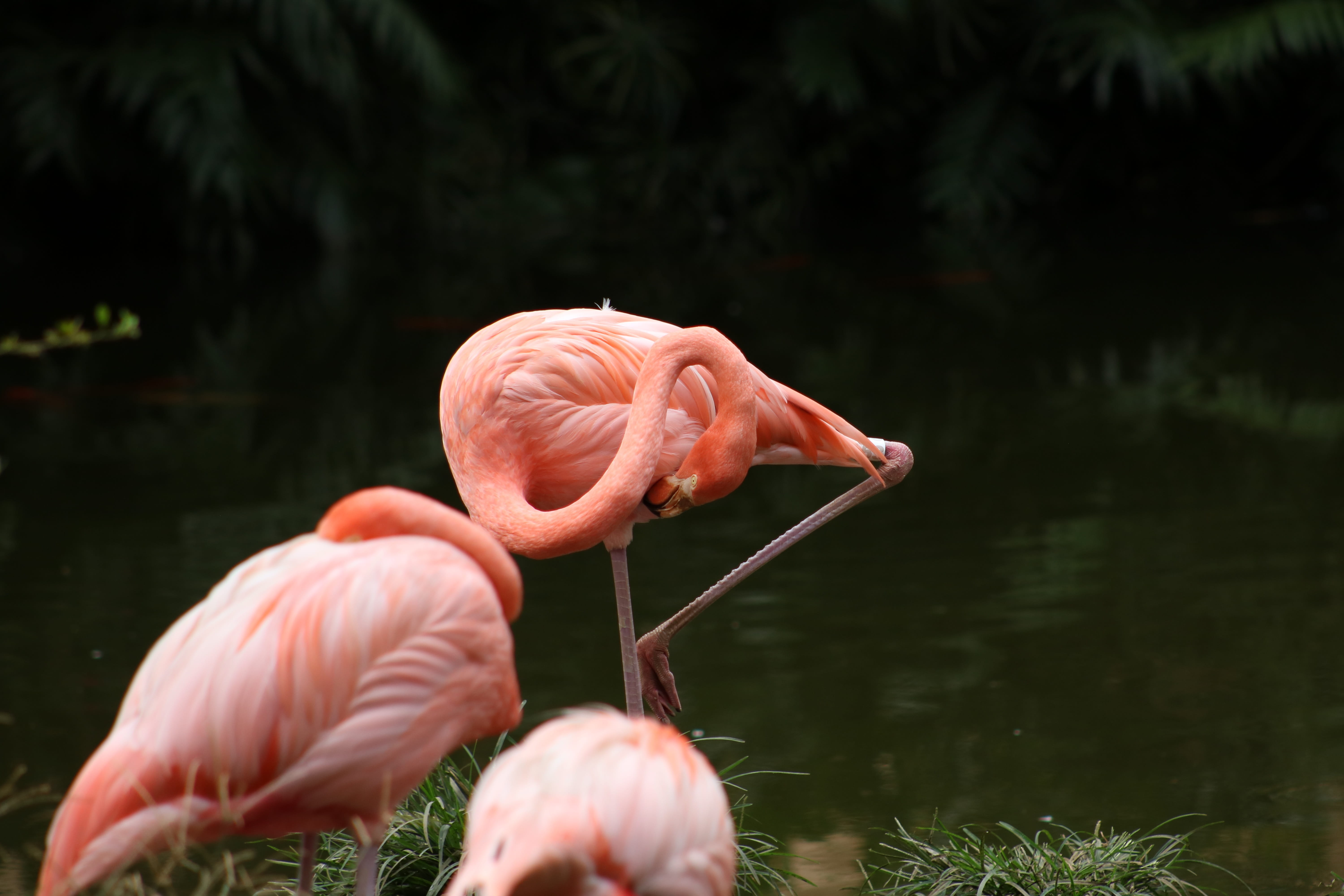 5K, beauty in nature, vertebrate, bird, animal themes, pink color, group of animals, plant, animal, flamenco, animal neck, reflection, beak, nature, outdoors, HD Wallpaper