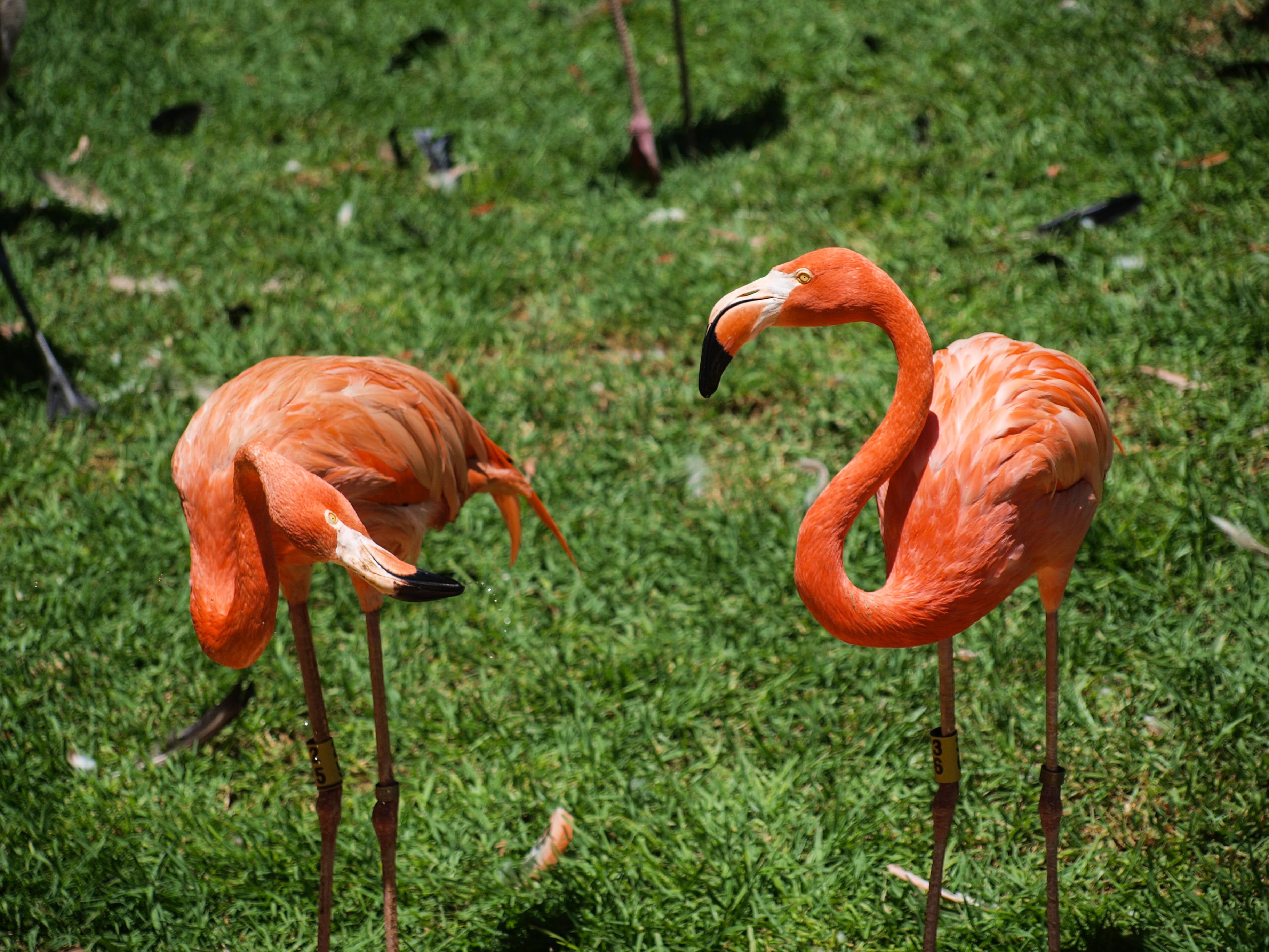 animal neck, beauty in nature, grass, rosa, animal wildlife, plant, land, field, 2K, nature, flamingo, freshwater bird, flamenco, vertebrate, group of animals, HD Wallpaper