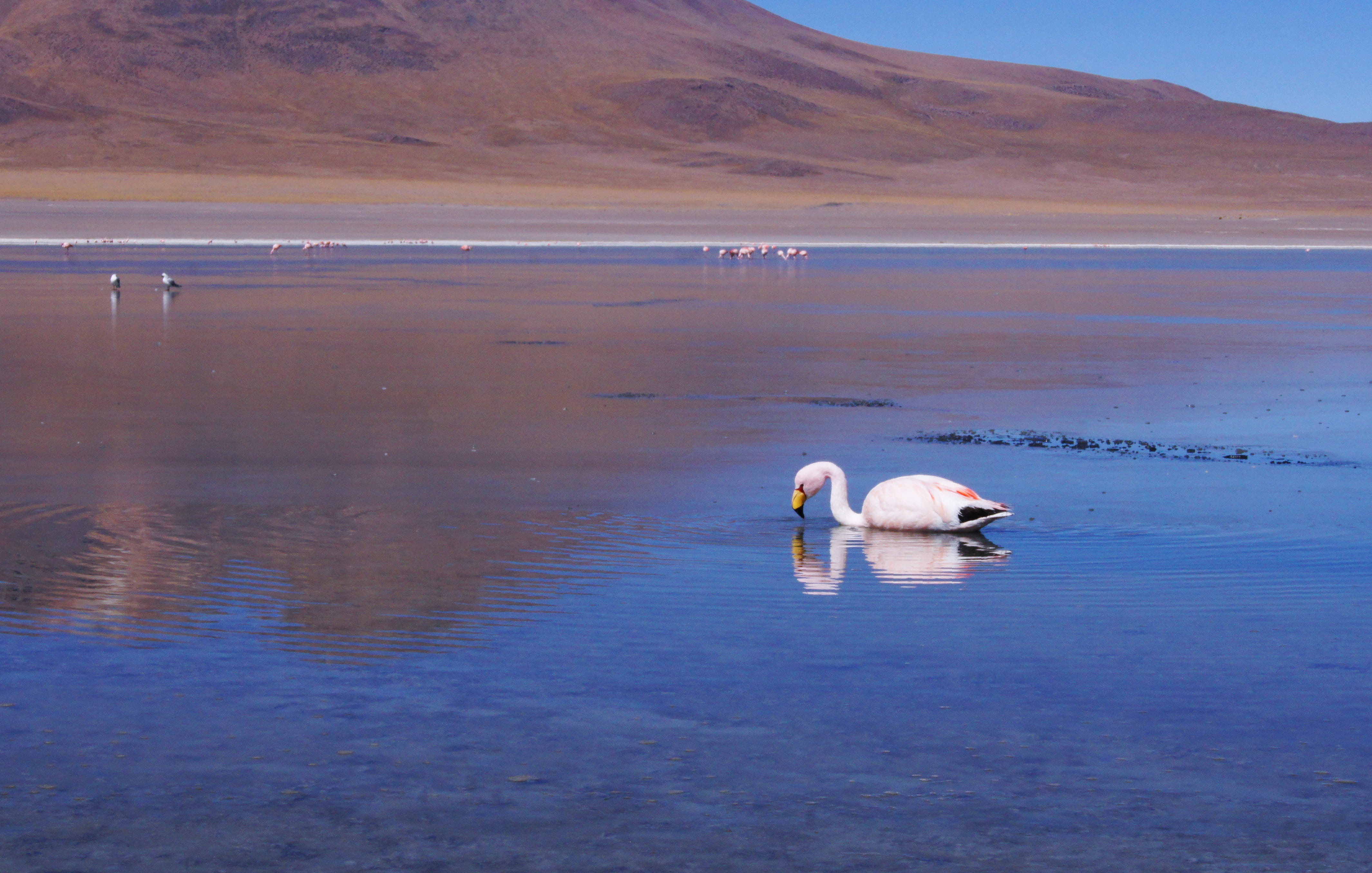 reflection, sky, mountain, américa latina, sea, lagoon, beauty in nature, outdoors, day, bolivie, flamenco, animals in the wild, nature, no people, bolivia, HD Wallpaper