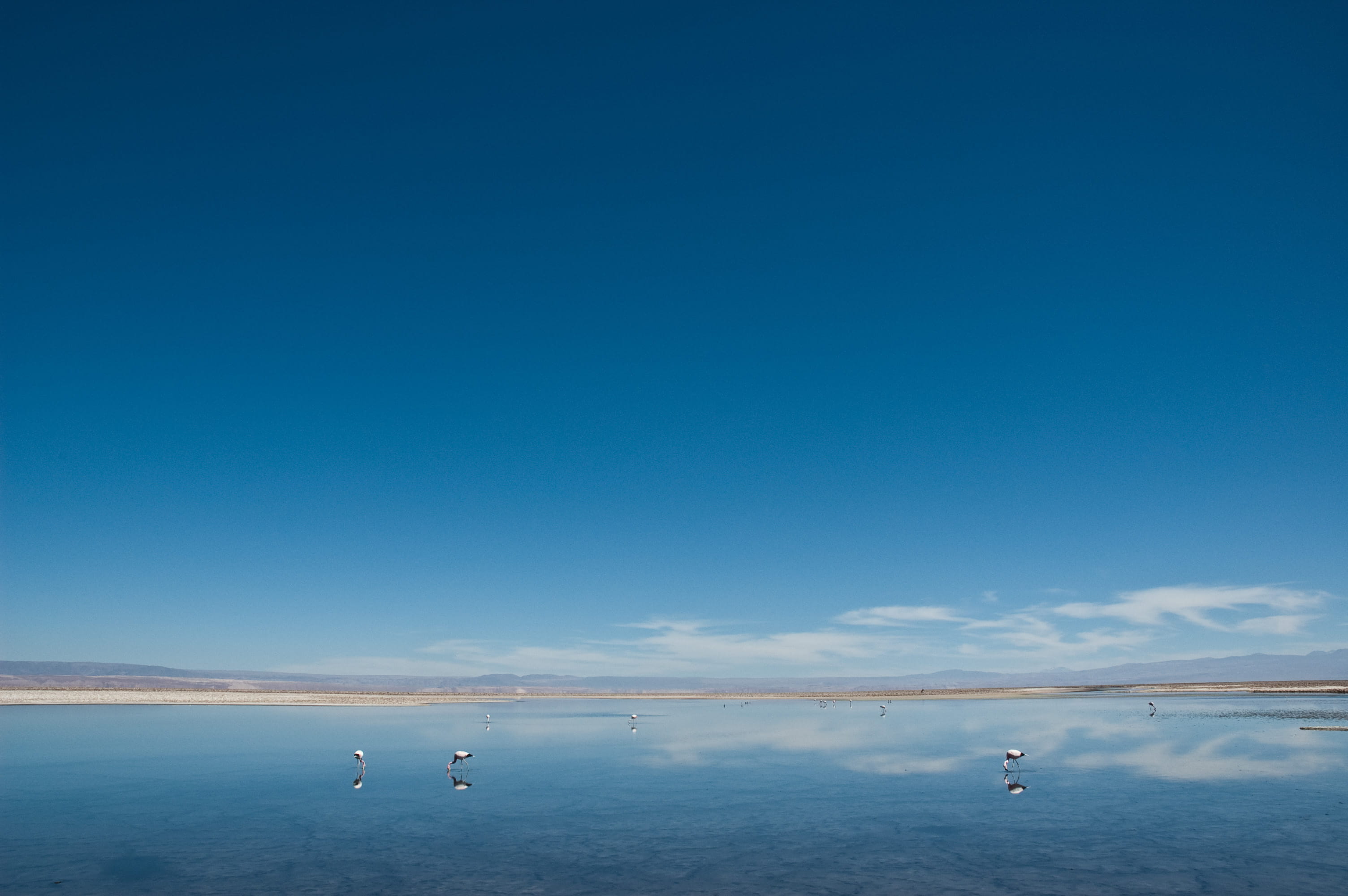 flamingos, animals in the wild, sky, copy space, flamencos, idyllic, water, tranquility, salt flat, beauty in nature, no people, chile, horizon over water, HD Wallpaper