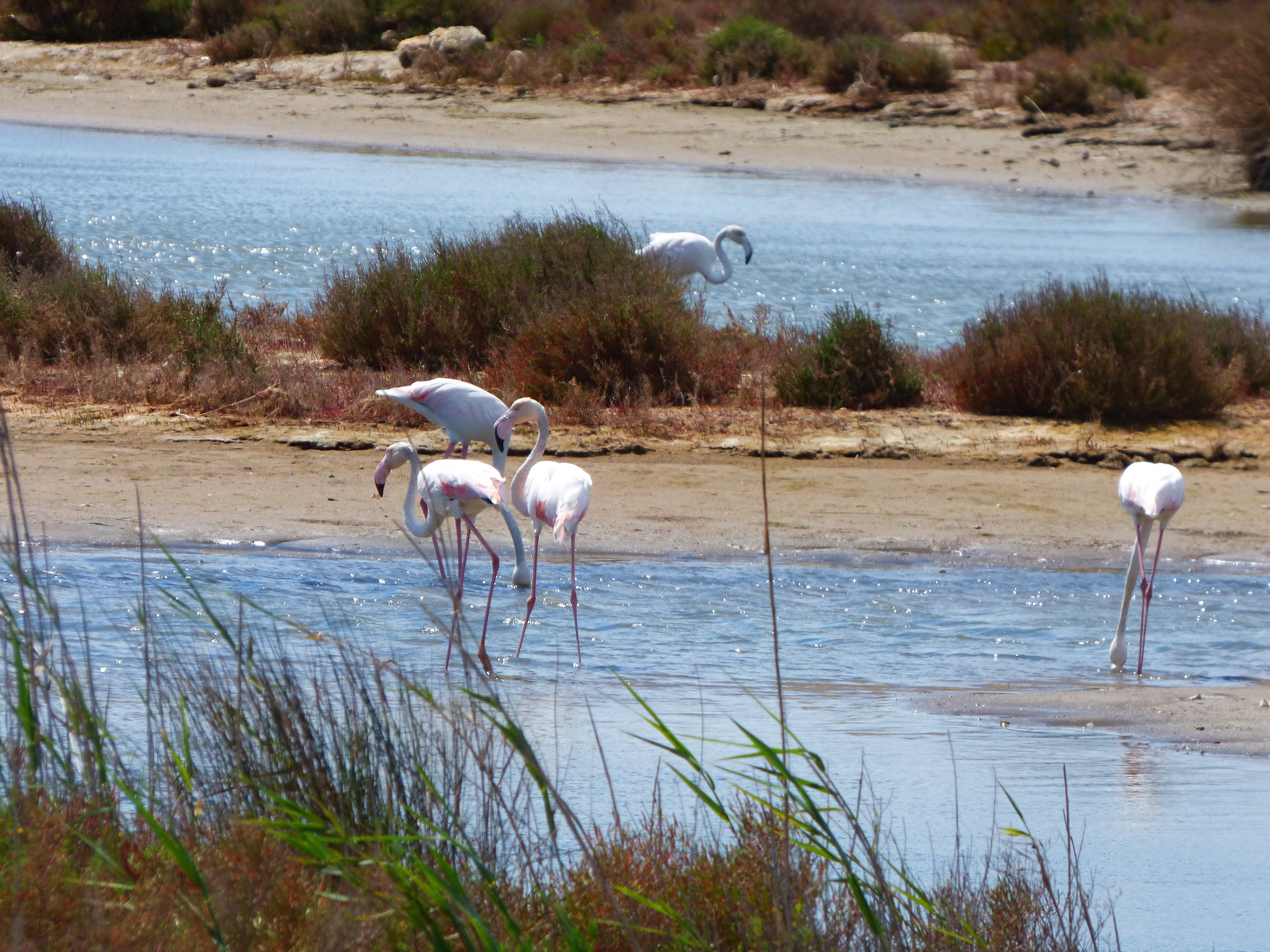 delta del ebre, animals In The Wild, beauty in nature, lake, marshes, national Park, land, phoenicopterus roseus, africa, animal, safari Animals, vertebrate, HD Wallpaper