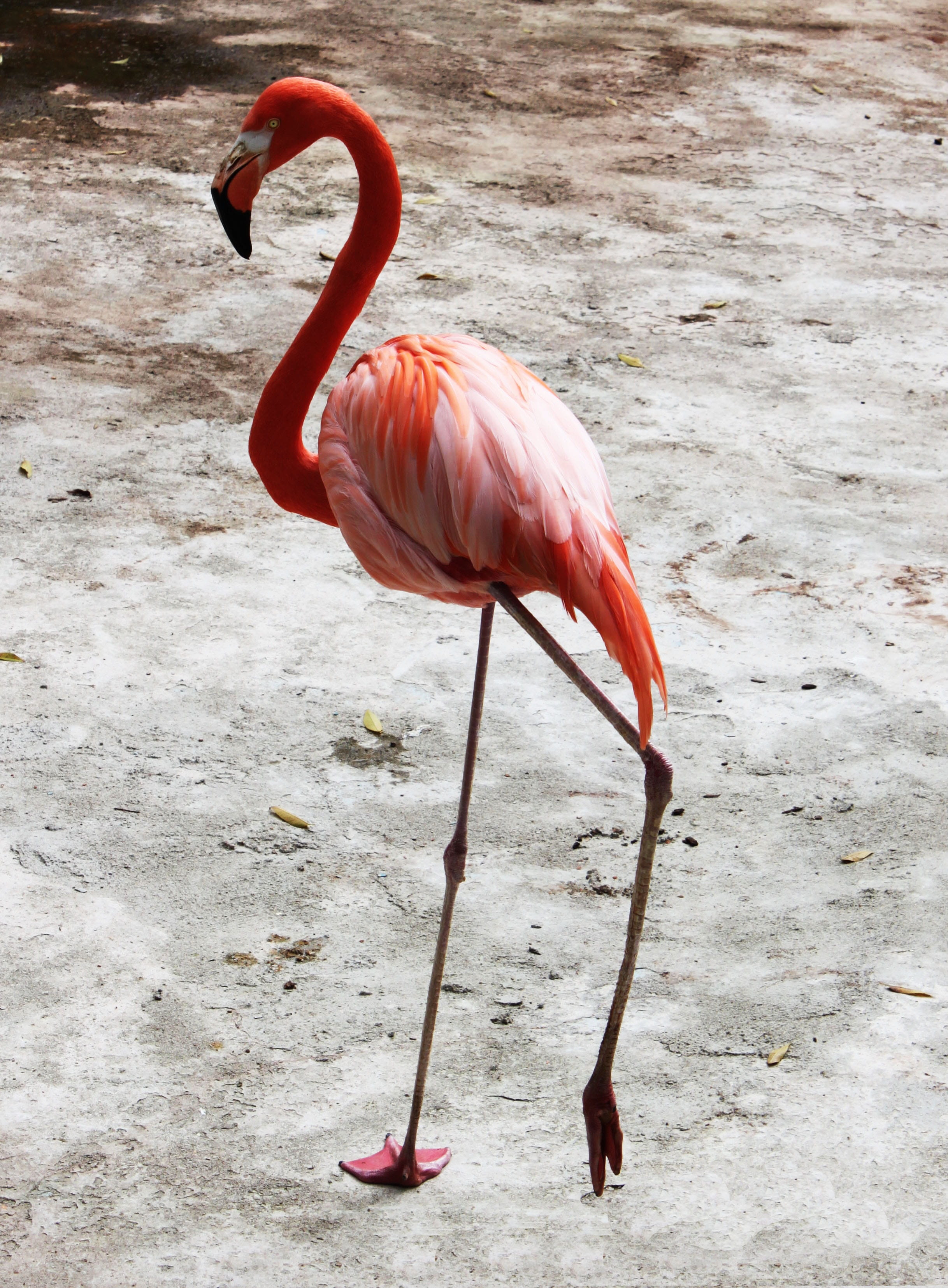 flamenco, nature, beauty in nature, no people, ave, beak, animal themes, freshwater bird, flamingo, animals in the wild, land, animal wildlife, one animal, Phone HD Wallpaper