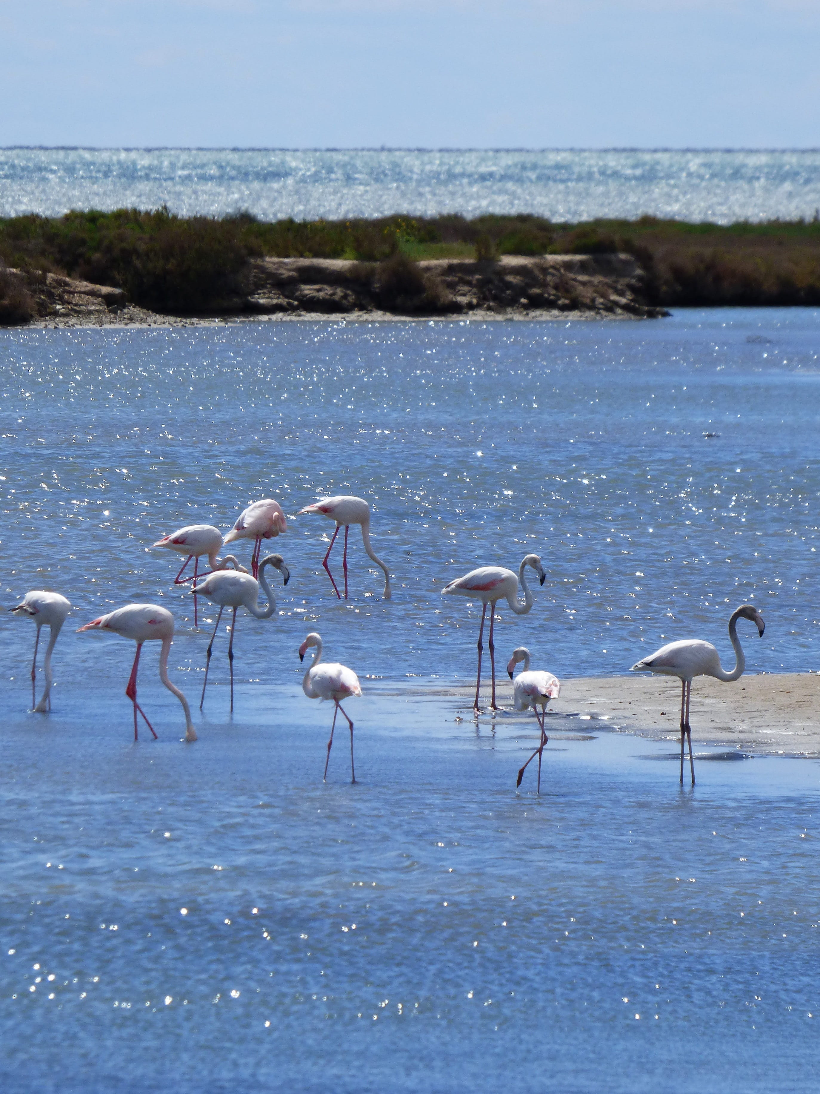 nature, outdoors, horizon over water, natural park, phoenicopterus roseus, flock of birds, sea, animals And Pets, 2K, wading, marshes, Flemish, bird, animal wildlife, Phone HD Wallpaper