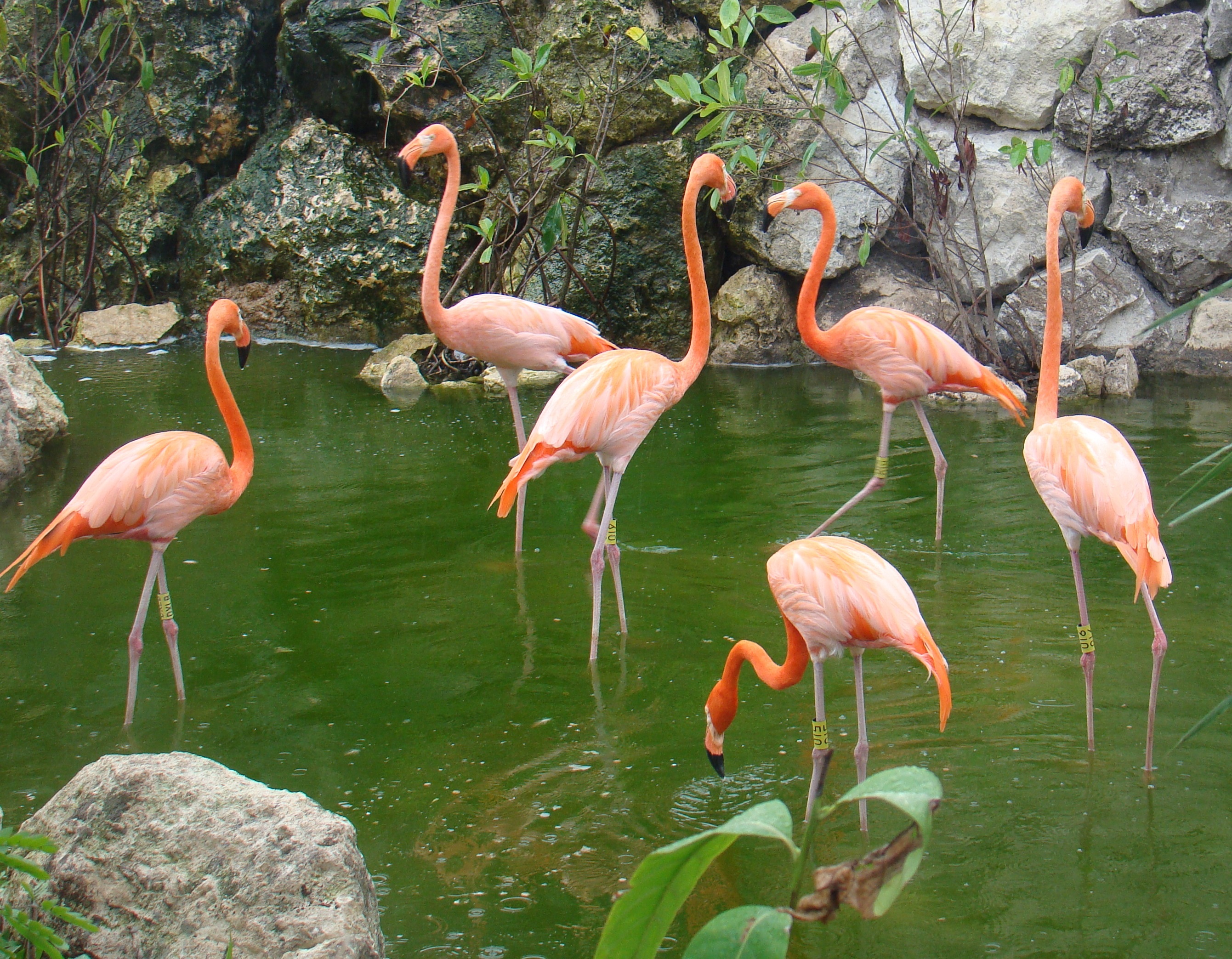 plant, nature, beauty in nature, lake, animal, no people, ave, group of animals, flamenco, flamingo, animal themes, orange color, day, water, 2K, reflection, HD Wallpaper