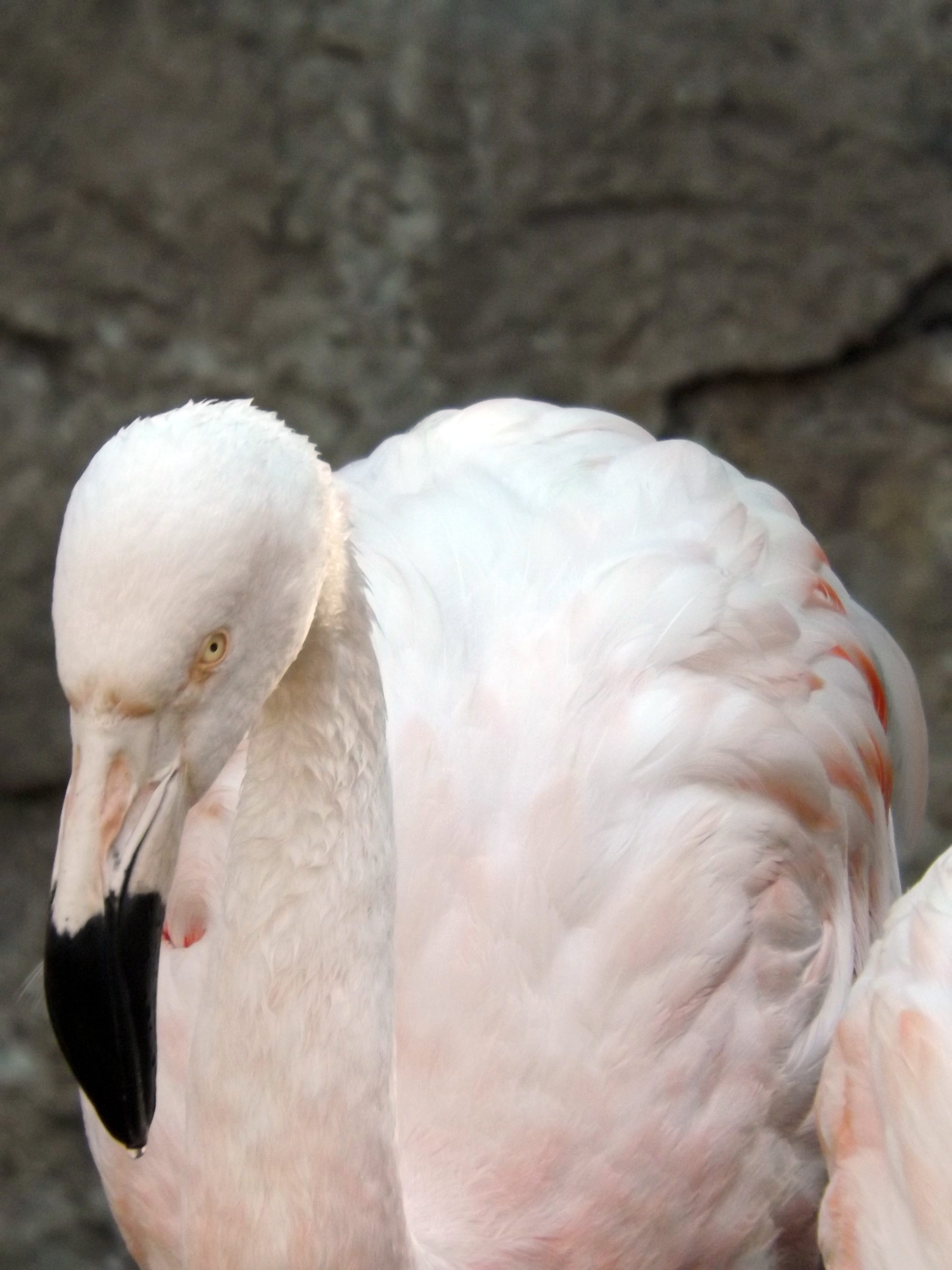 birds, preening, swan, beak, nature, outdoors, animal body part, one animal, vertebrate, people, close-up, zoology, animals in the wild, focus on foreground, Phone HD Wallpaper