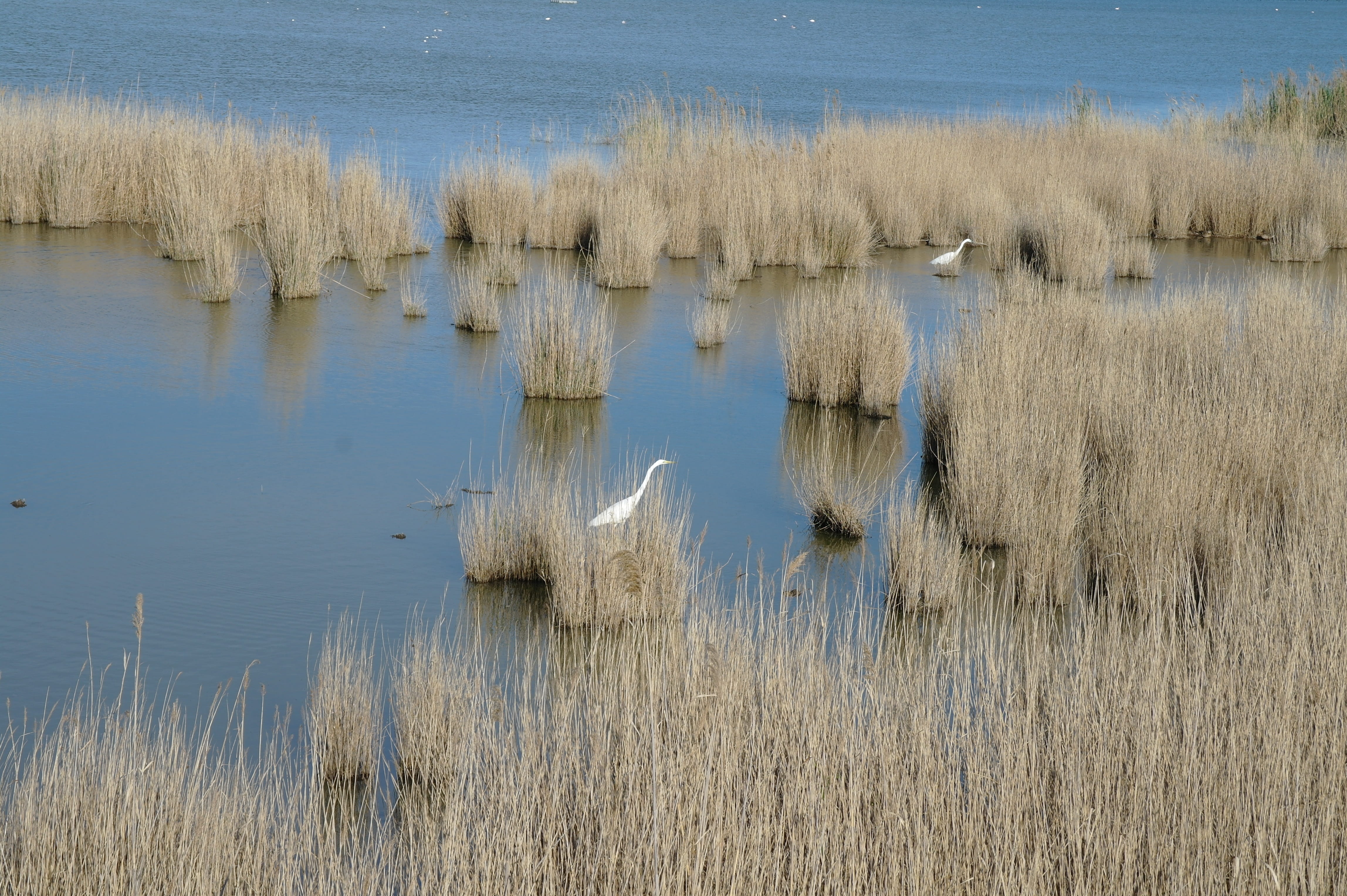 vertebrate, ave, nature, reflection, non-urban scene, swamp, flamenco, animal, animal wildlife, tranquil scene, beauty in nature, park, no people, fauna, HD Wallpaper