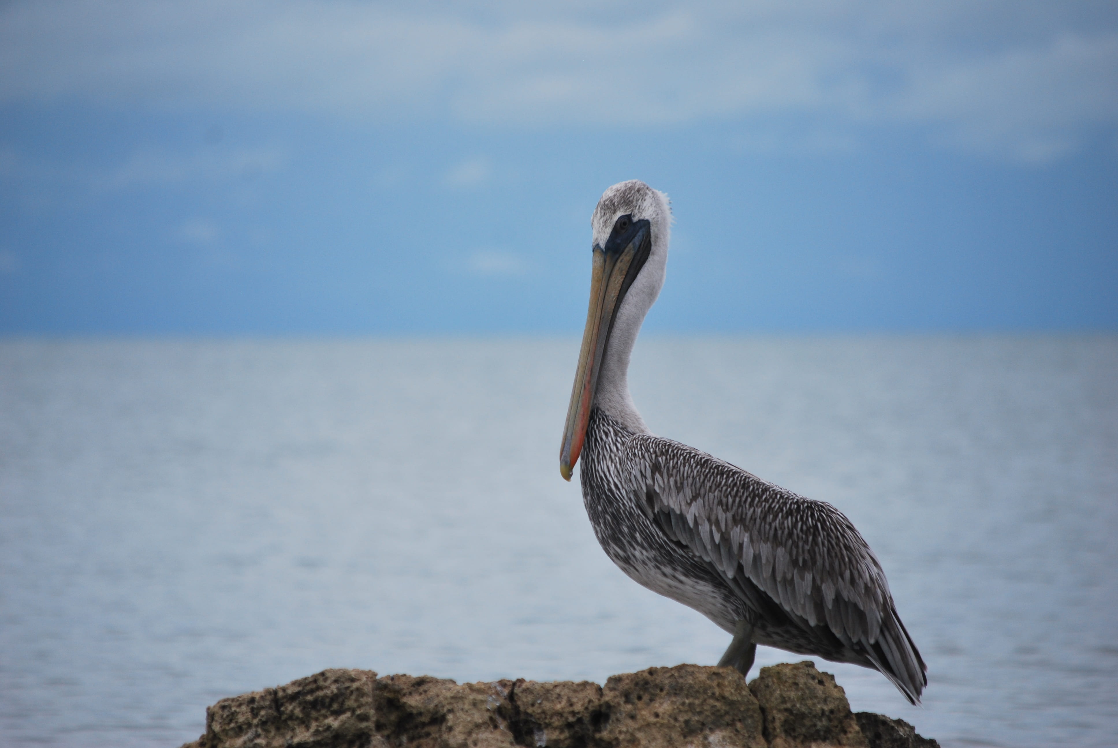 perching, havens, animals, flamenco, peak, focus on foreground, ocean, life, pelican, 4K, peru, waterfowl, ave, pen, argentina, bird, animal neck, water, HD Wallpaper