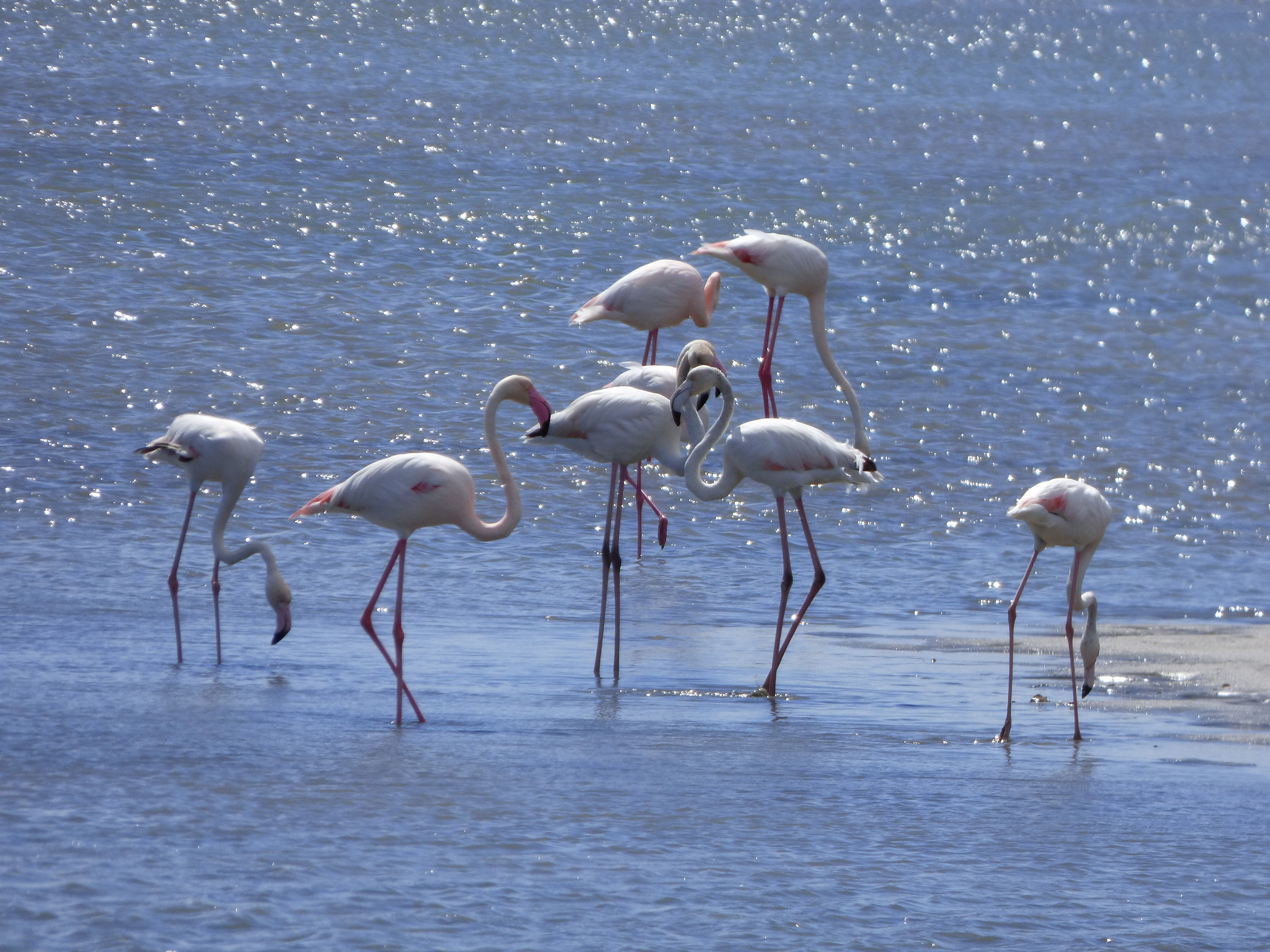 beauty in nature, shallow, sea, flock of birds, group of animals, day, wading, reflection, animals in the wild, waterfront, Flemish, land, water, animal, HD Wallpaper
