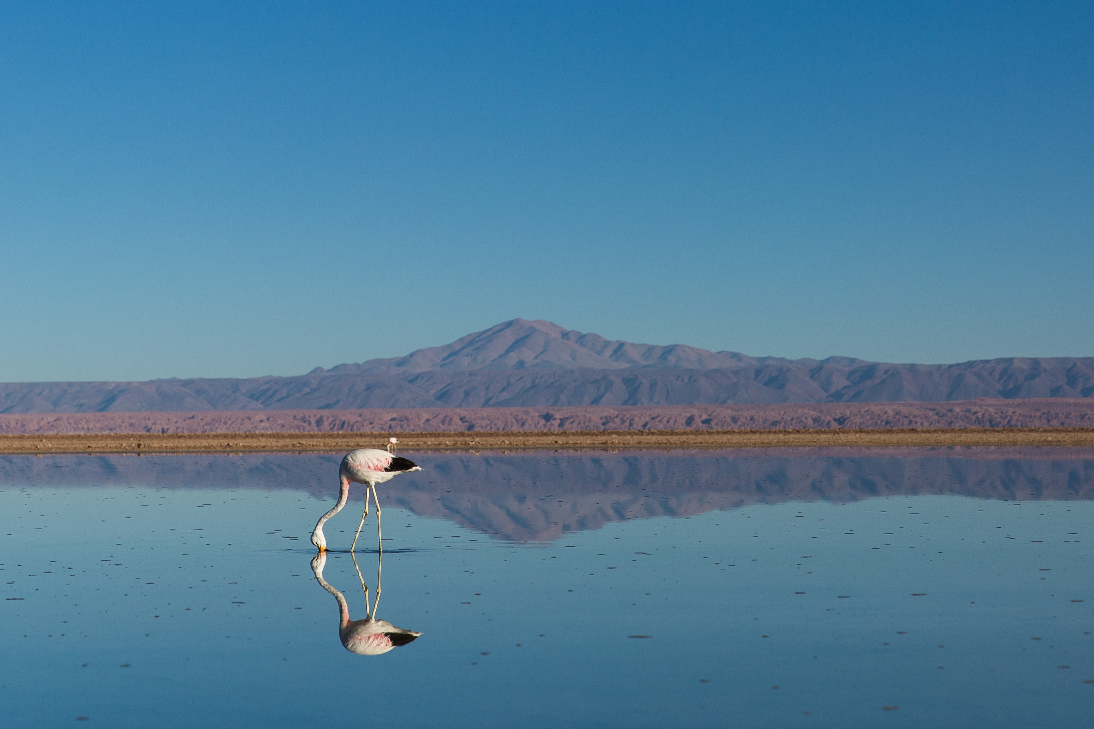 relax, non-urban scene, natural, tranquil scene, spa, water, bird, flamingo, explore, beauty in nature, waterfront, climate, happy, trip, nature, reflection, HD Wallpaper