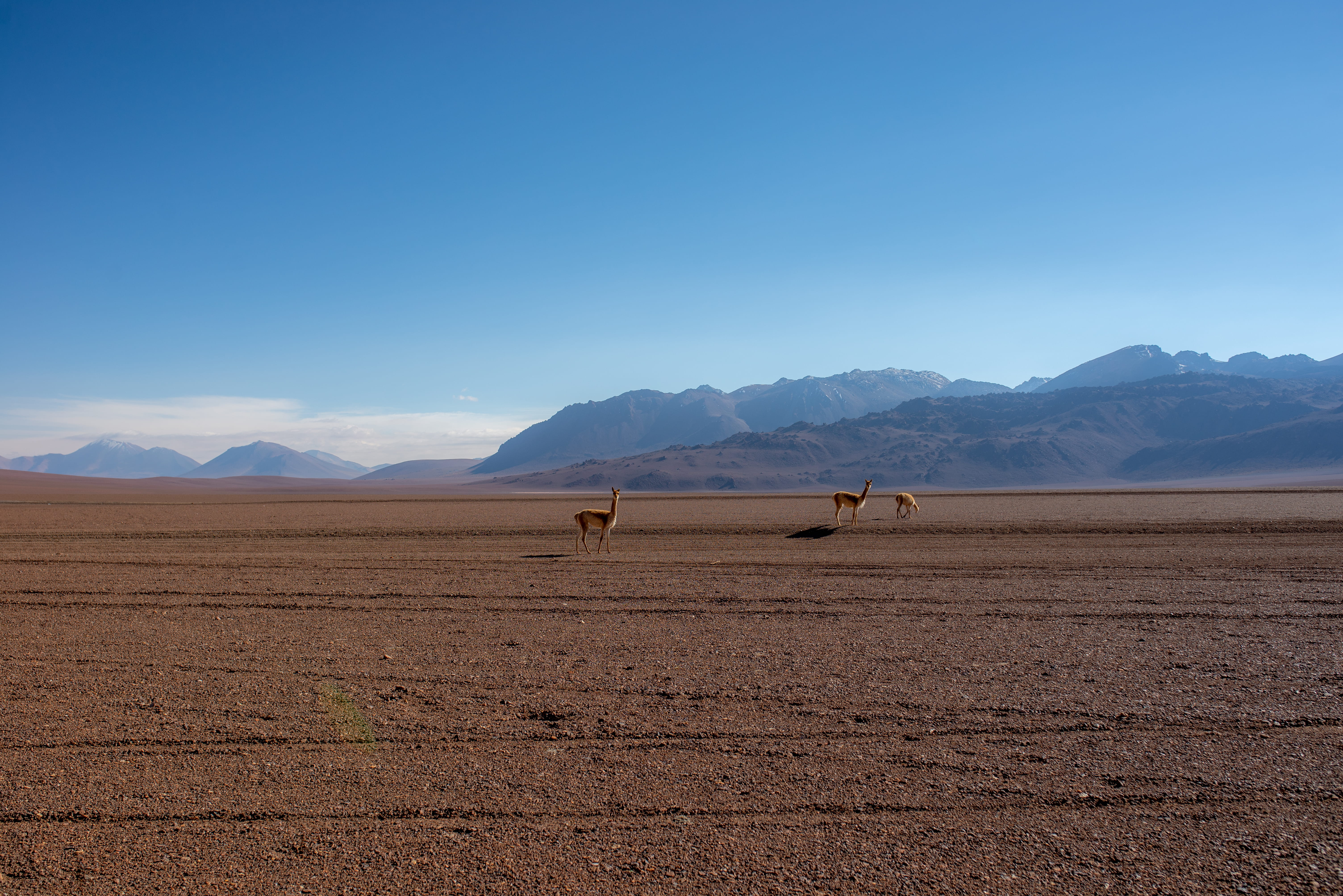arid climate, mammal, mountain range, nature, beauty in nature, wildlife, blue, no people, landscape, environment, grassland, scenics - nature, antelope, HD Wallpaper
