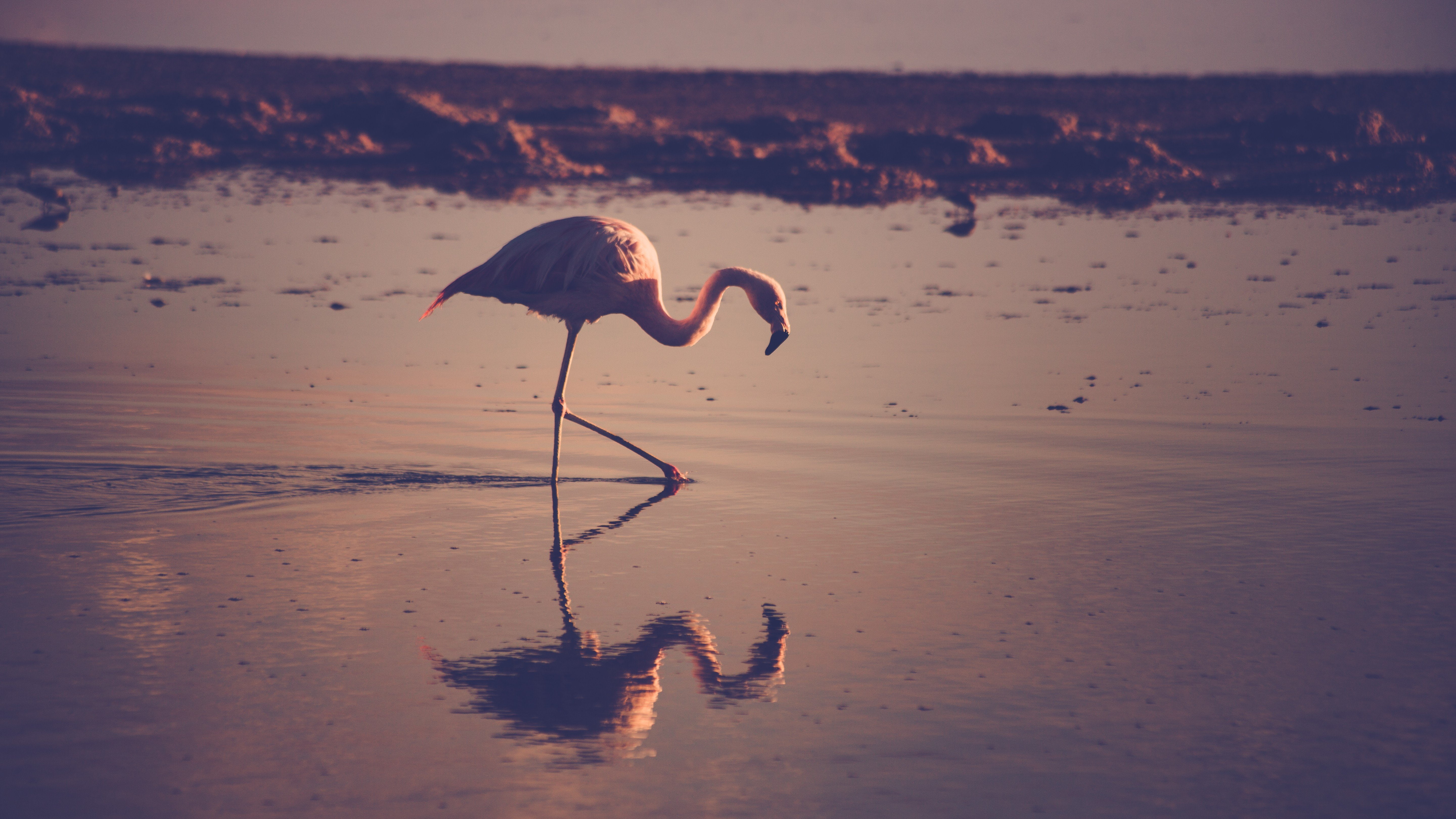 animal wildlife, vertebrate, no people, beauty in nature, tranquility, reflection, one animal, bird, 5K, animals in the wild, Animales, sunset, Ave, sea, HD Wallpaper