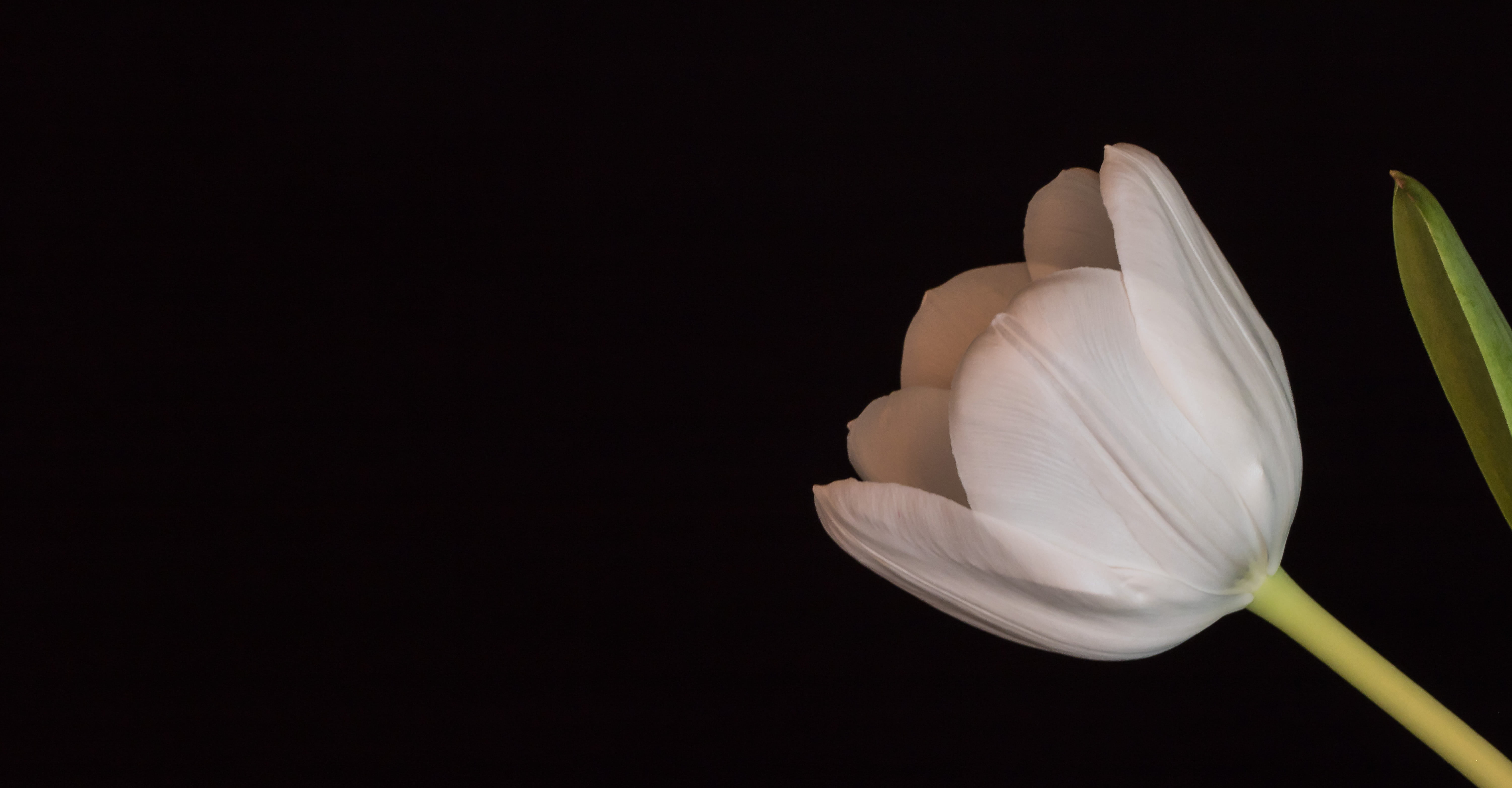 flower Head, state, nature, single Flower, exif, clos, photo, petaled, country, flower, plant, up, canon, geo, mm, canon eos, beauty In Nature, focal_length, HD Wallpaper