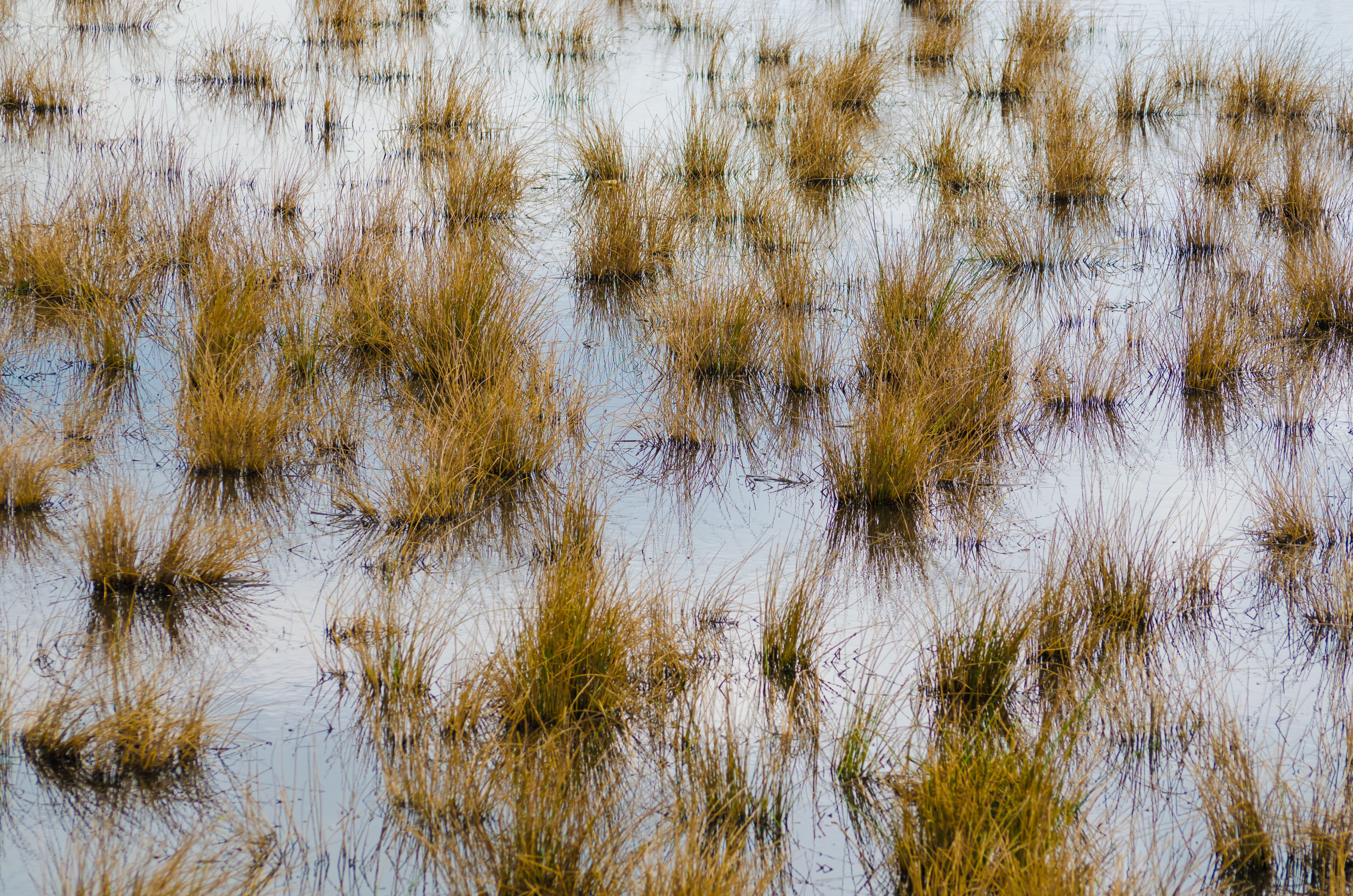 effect, beauty in nature, tranquility, outdoor, land, backgrounds, leaf, close-up, liquid, mirror, field, natural, Grass, plant, spring, Abstract, full frame, HD Wallpaper