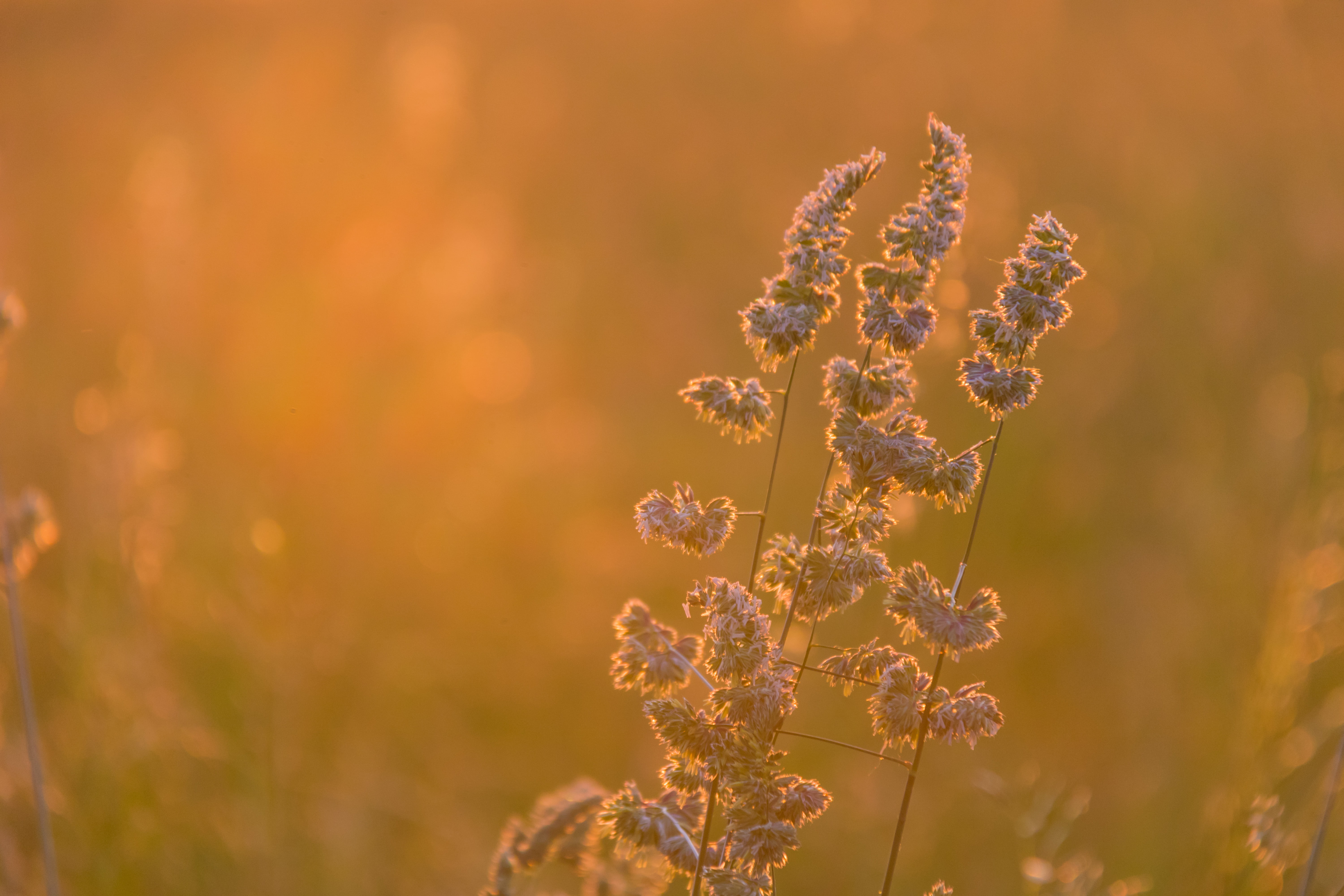 meadow, morning, city, focal_length, state, sunrise, canon, geo:location, country, field, exif, canon eos, model, Morning light, grass, plant, 5K, nature, HD Wallpaper