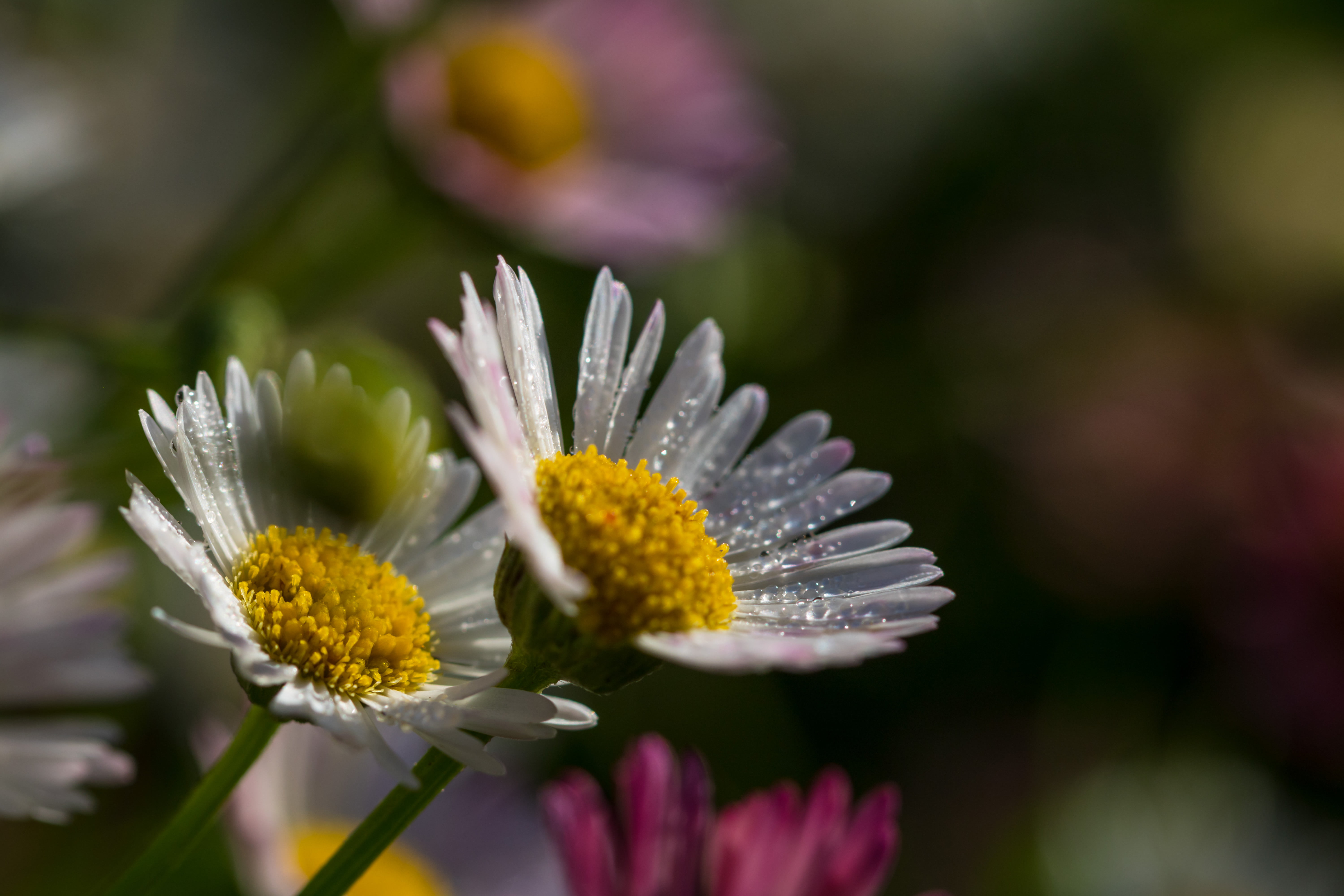 outdoors, usm, state, geo:location, country, camera, selective, petal, exif, white, plant, focal_length, macro, canon eos, city, lens, model, autumn, Dew, HD Wallpaper