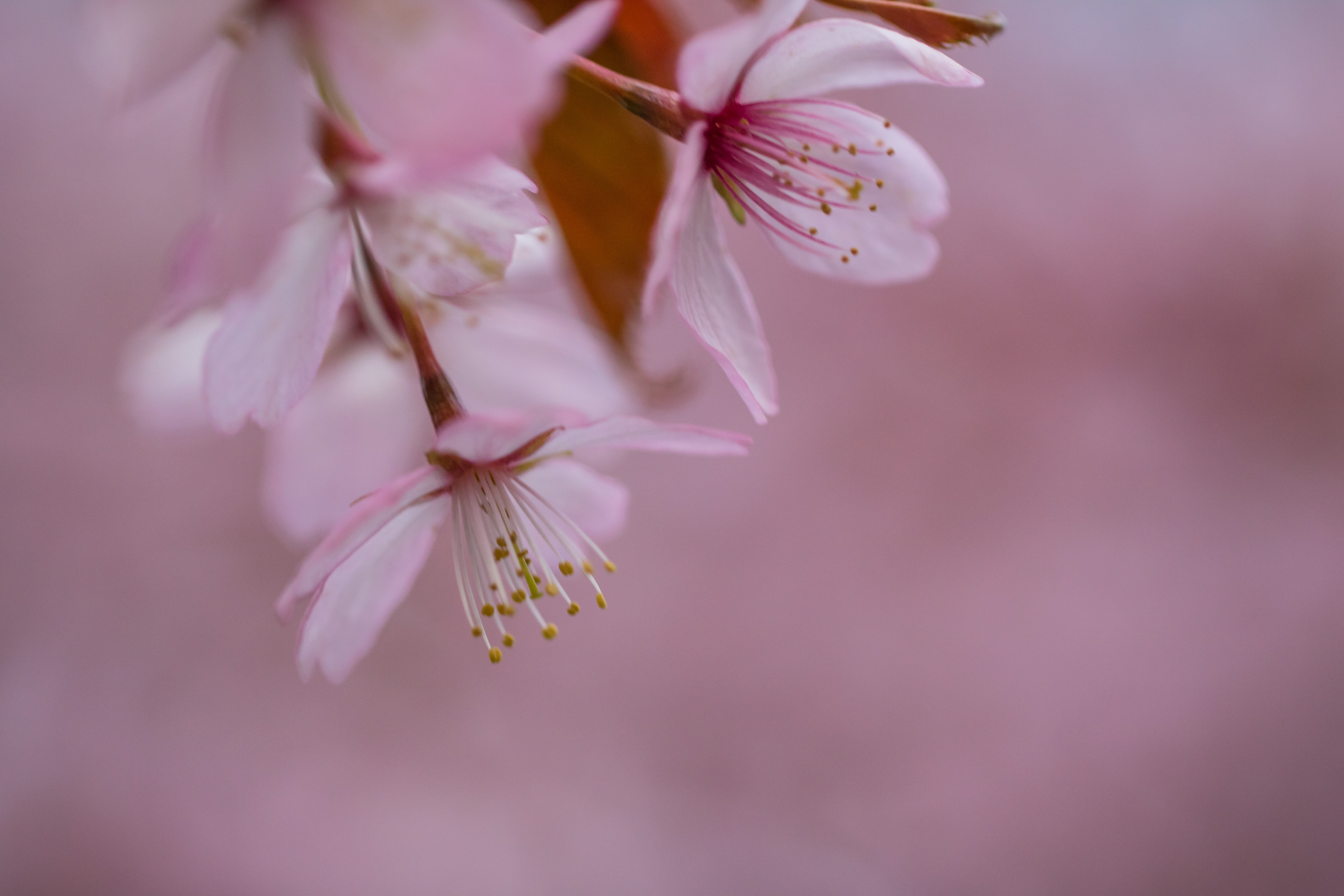 geo:location, f/2, ƒ / 2,8, canon eos, close-up, white, aperture, 760d, state, petaled, geo, blossom, camera, model, nature, macro, petal, country, makro, HD Wallpaper