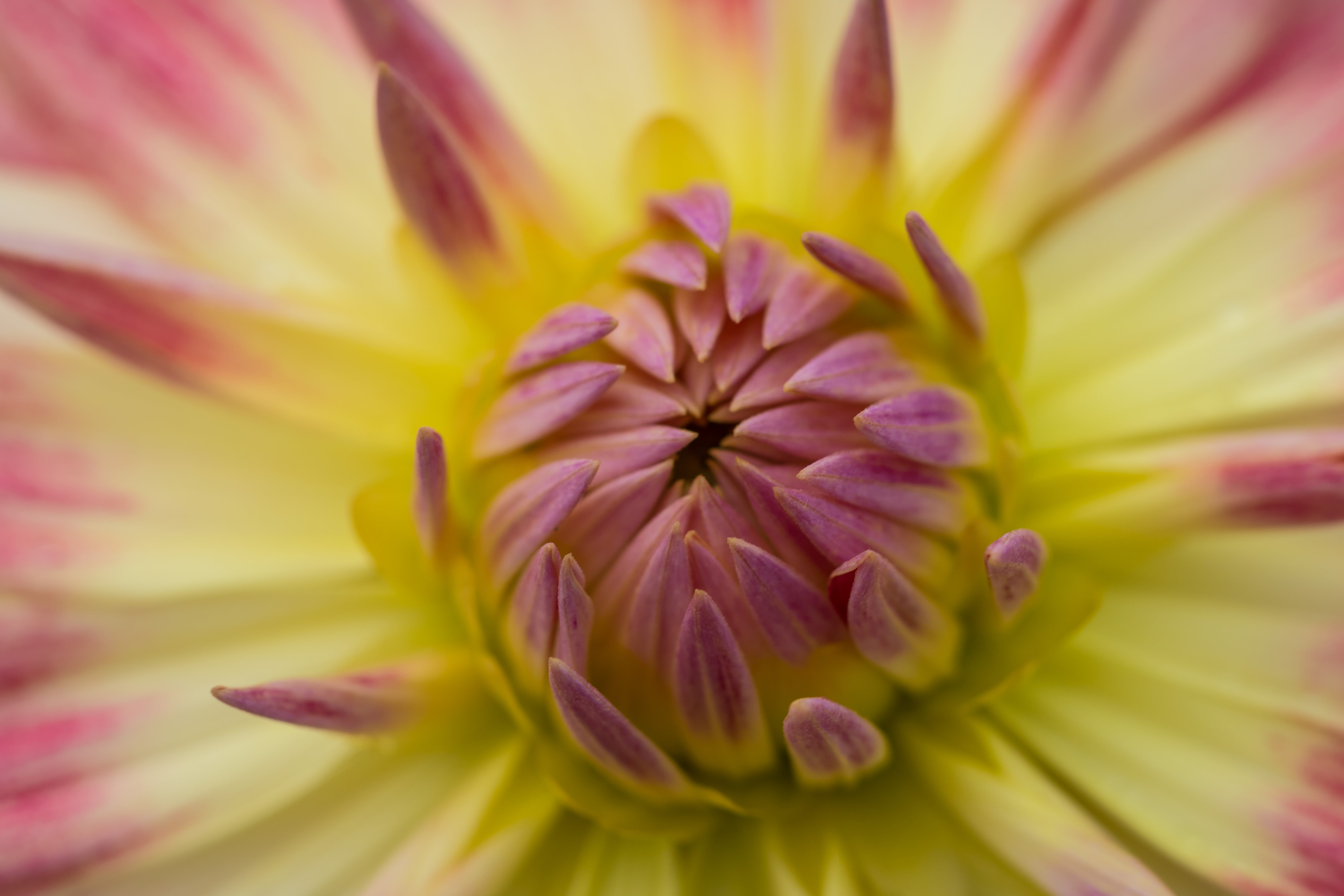 focal_length, yellow, petal, aperture, pink, Dahlia, 5K, usm, canon, botany, state, geo, nature, macro photography, macro, camera, 760d, photography, lens, HD Wallpaper