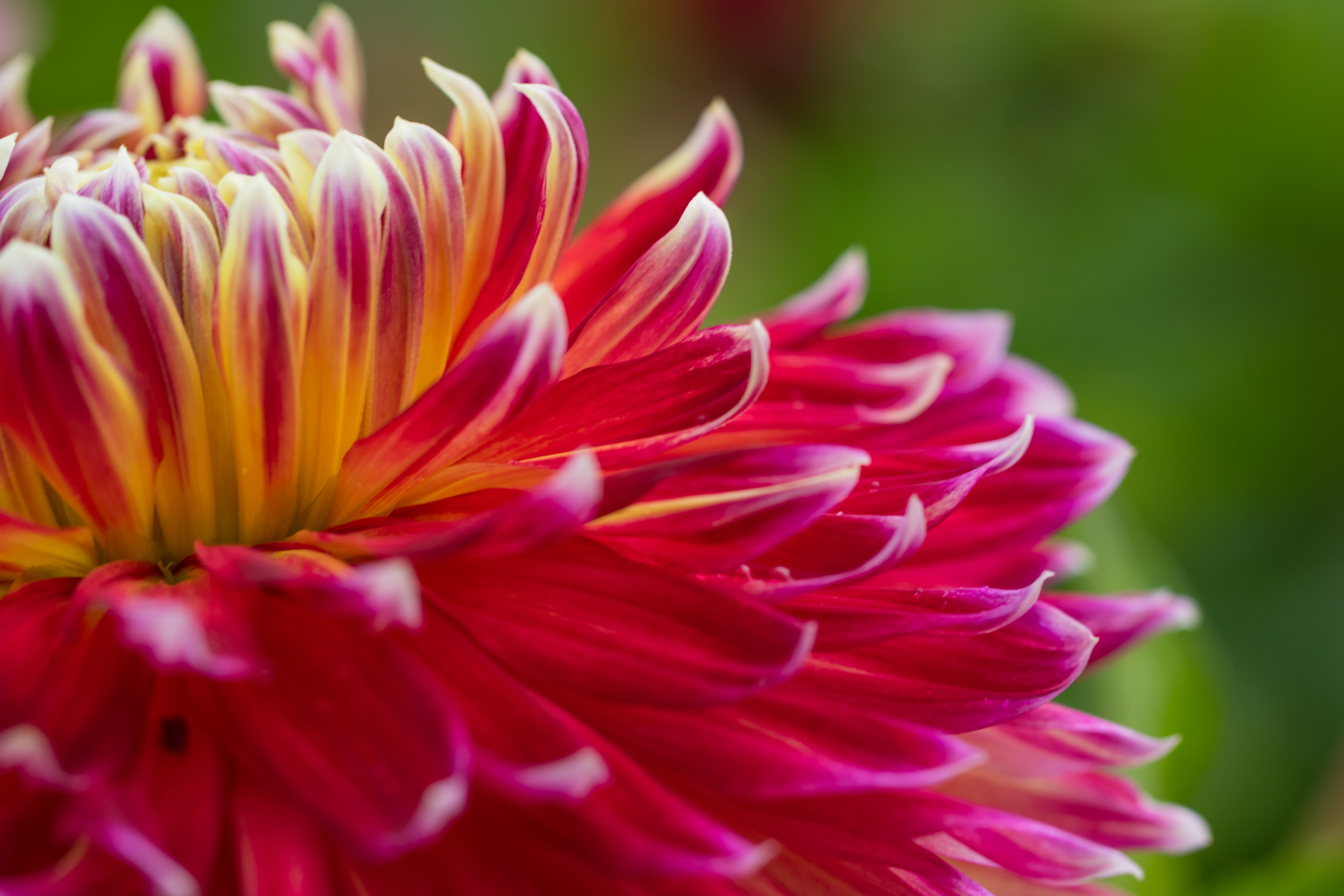 model, Dahlia, city, state, 760d, plant, canon, flower Head, focal_length, single Flower, makro, nature, red, iso_speed, 5K, usm, petal, flower, macro, HD Wallpaper