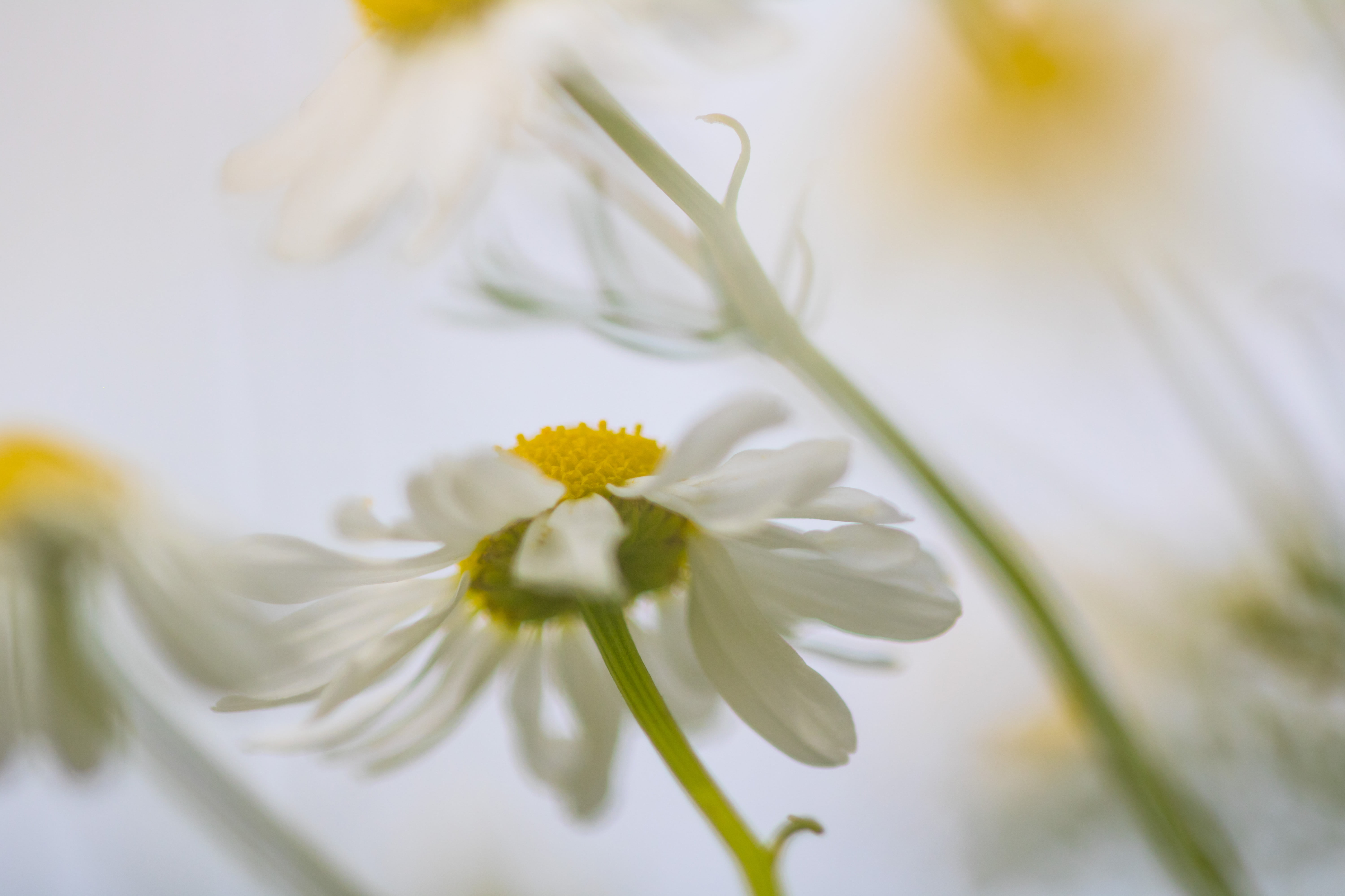 flowers, ƒ / 2,8, canon, field, usm, state, mm, daisy, plant, iso_speed, geo:location, exif, 760d, white, focal_length, model, Happy, flower, summer, f/2, HD Wallpaper