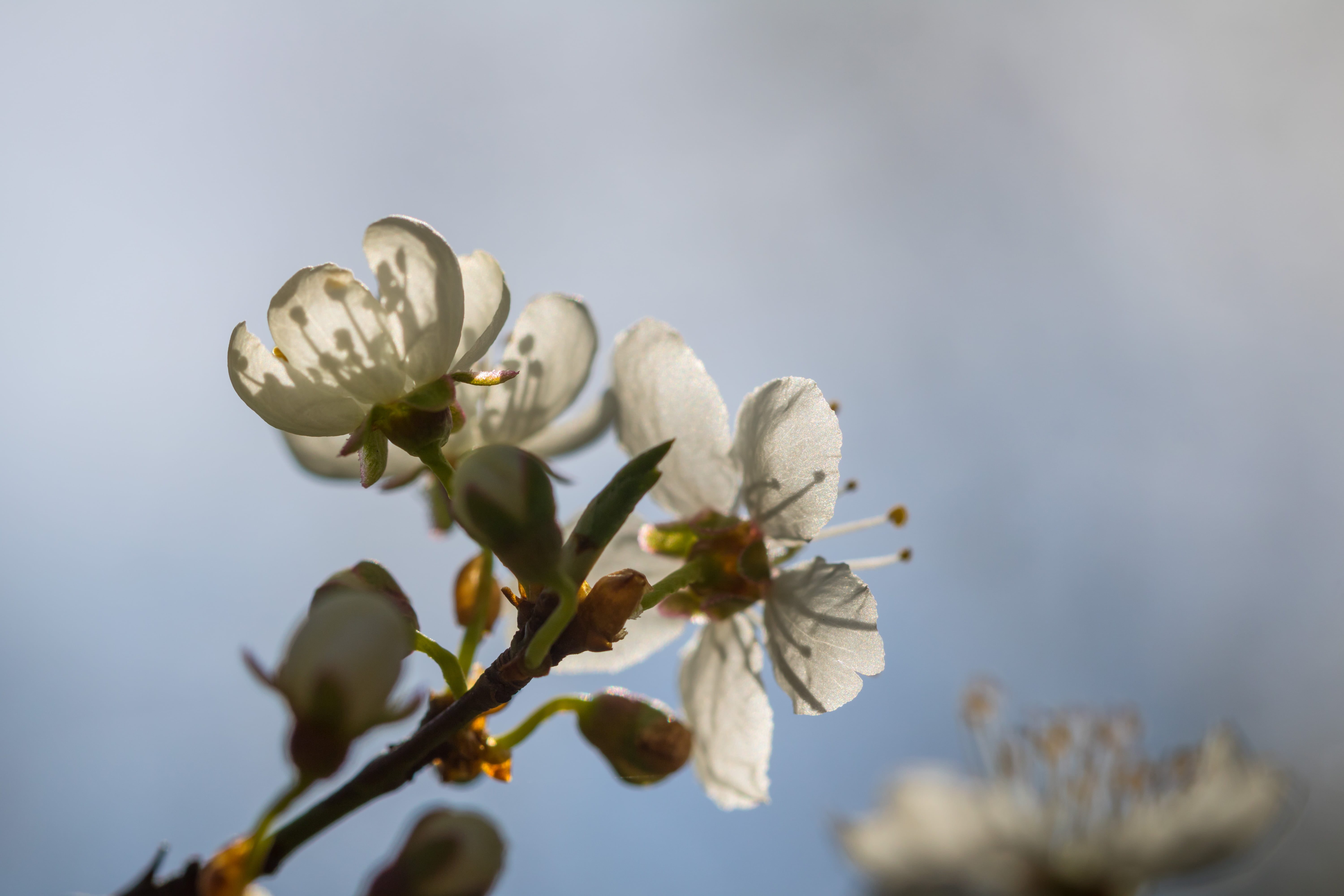 aperture, mm, f/2, close up, ƒ / 5, city, usm, close-up, blossom, Orchids, petal, country, iso_speed, Alnarp, blom, photo, close, flower Head, vår, state, HD Wallpaper