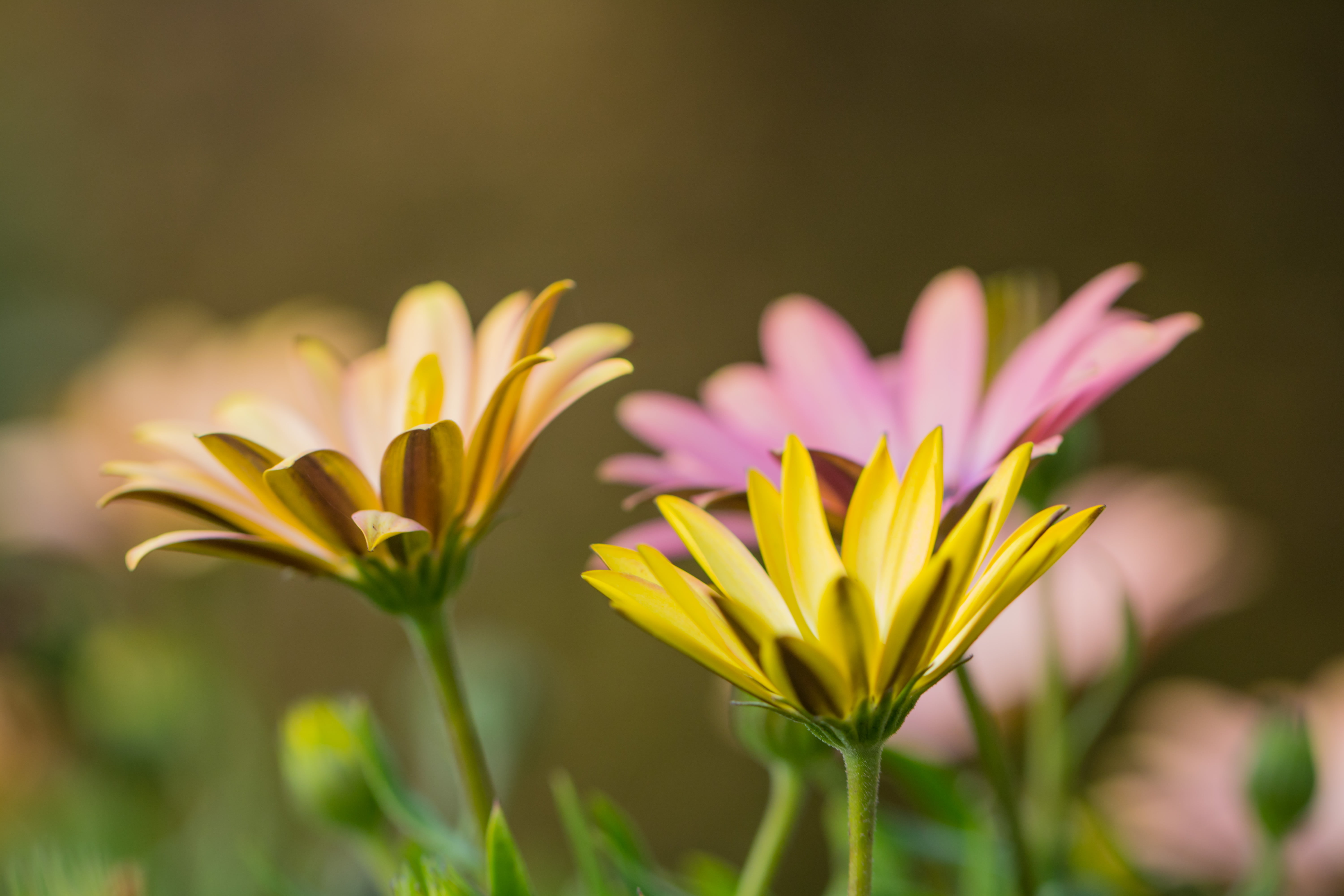 geo, plant, iso_speed, close-up, flower, canon eos, summer, city, flower  garden, canon, petal, state, Colorful, höst, autumn, macro, park, aperture, country, HD Wallpaper