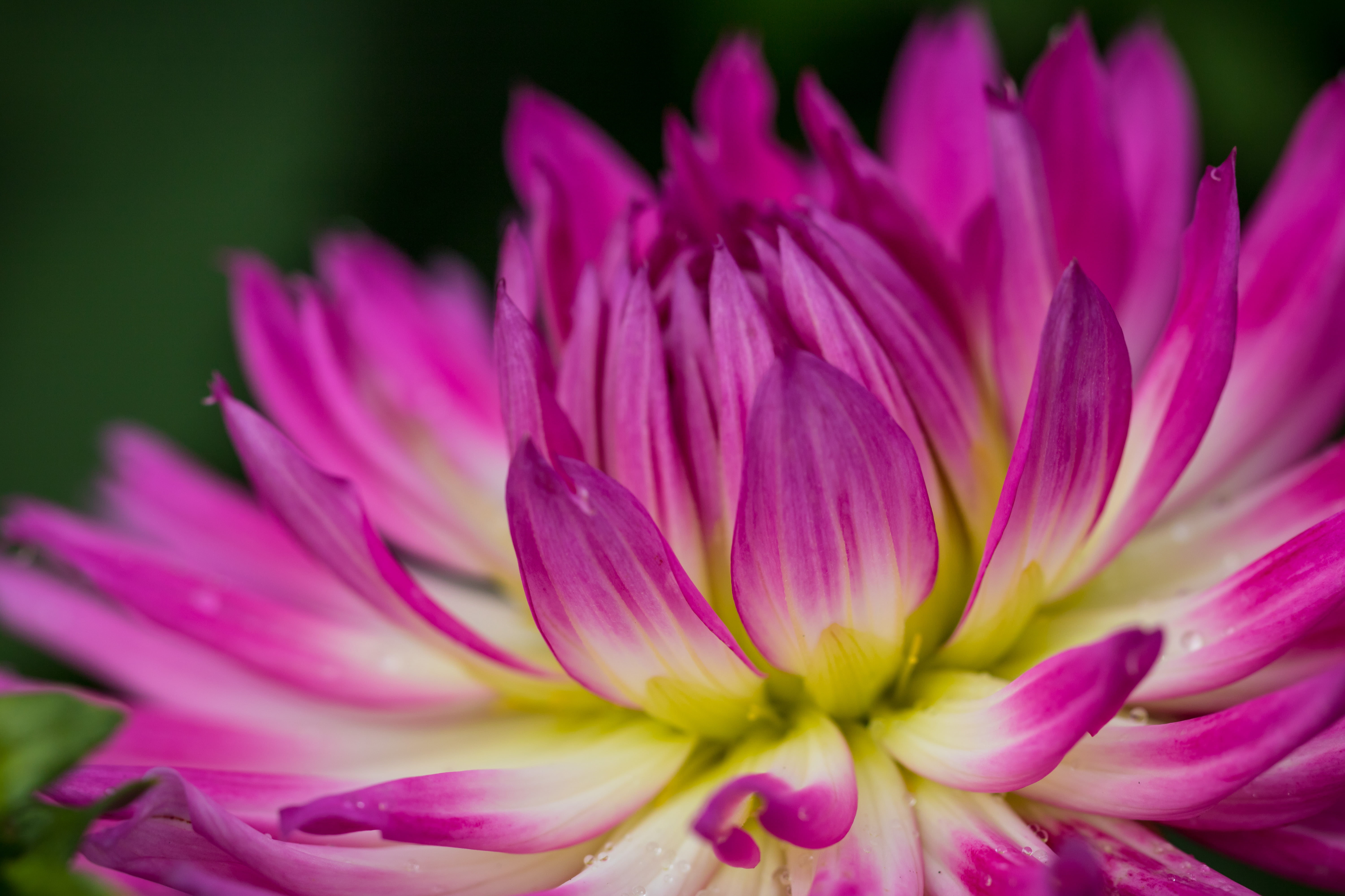 nature, geo:location, 5K, purple, makro, flower, usm, Dahlia, plant, Chrysanthemum, mm, beauty In Nature, lotus Water Lily, flower Head, focus, exif, focal_length, HD Wallpaper