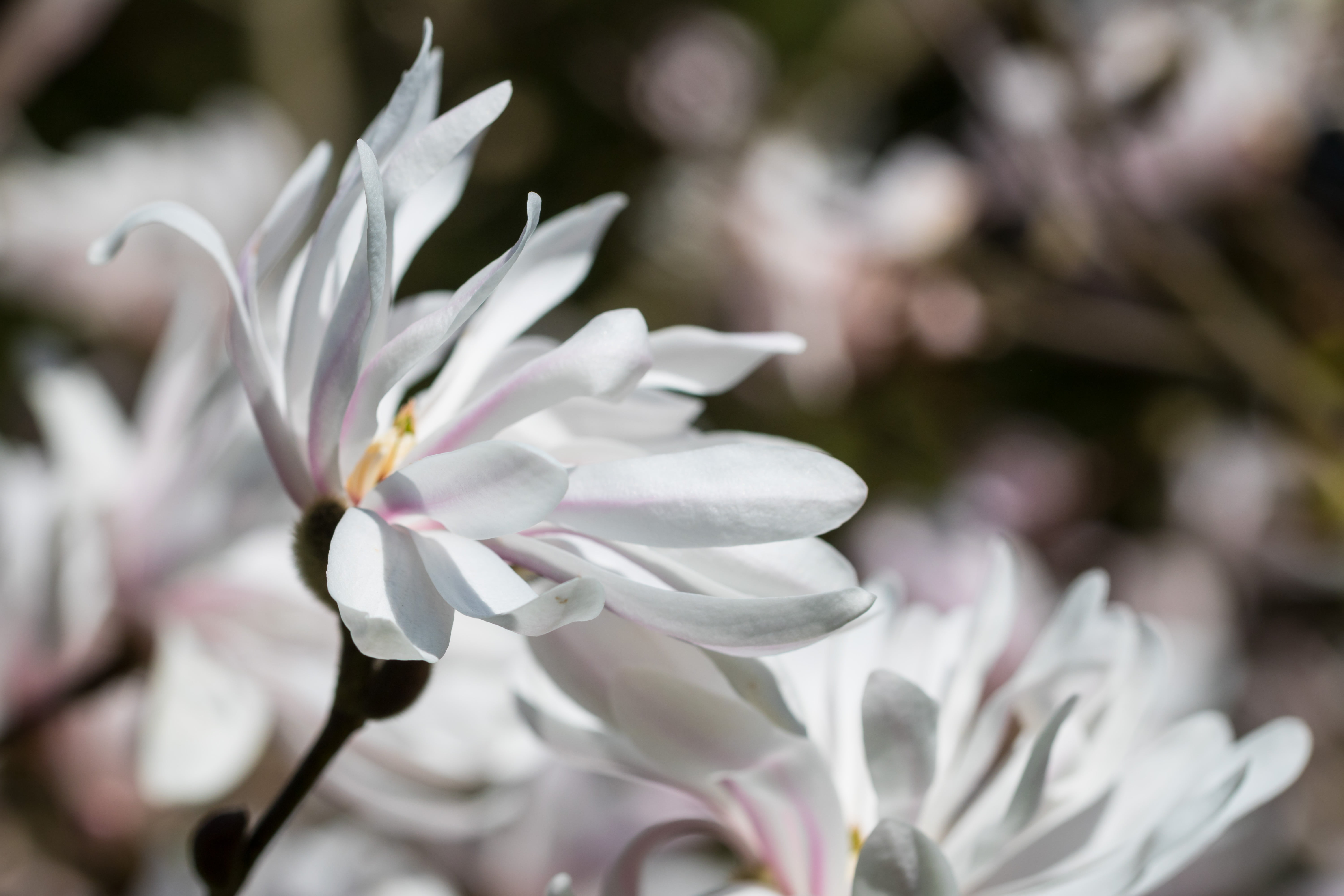 city, focal_length, white, exif, mm, Magnolia, iso_speed, shallow focus, flower Head, plant, canon, camera, flower, blom, beauty In Nature, petal, 5K, HD Wallpaper