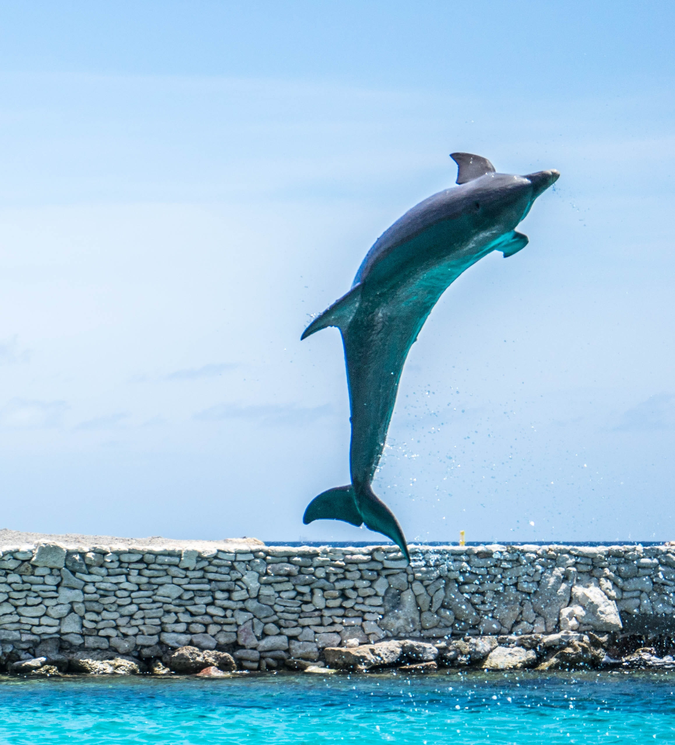 animal Fin, dolphin, jump, vertebrate, photo, ocean, life, jumping, marine, nature, no people, wildlife, solid, aquarium, animal, sky, 1080P, blue, animal themes, Phone HD Wallpaper